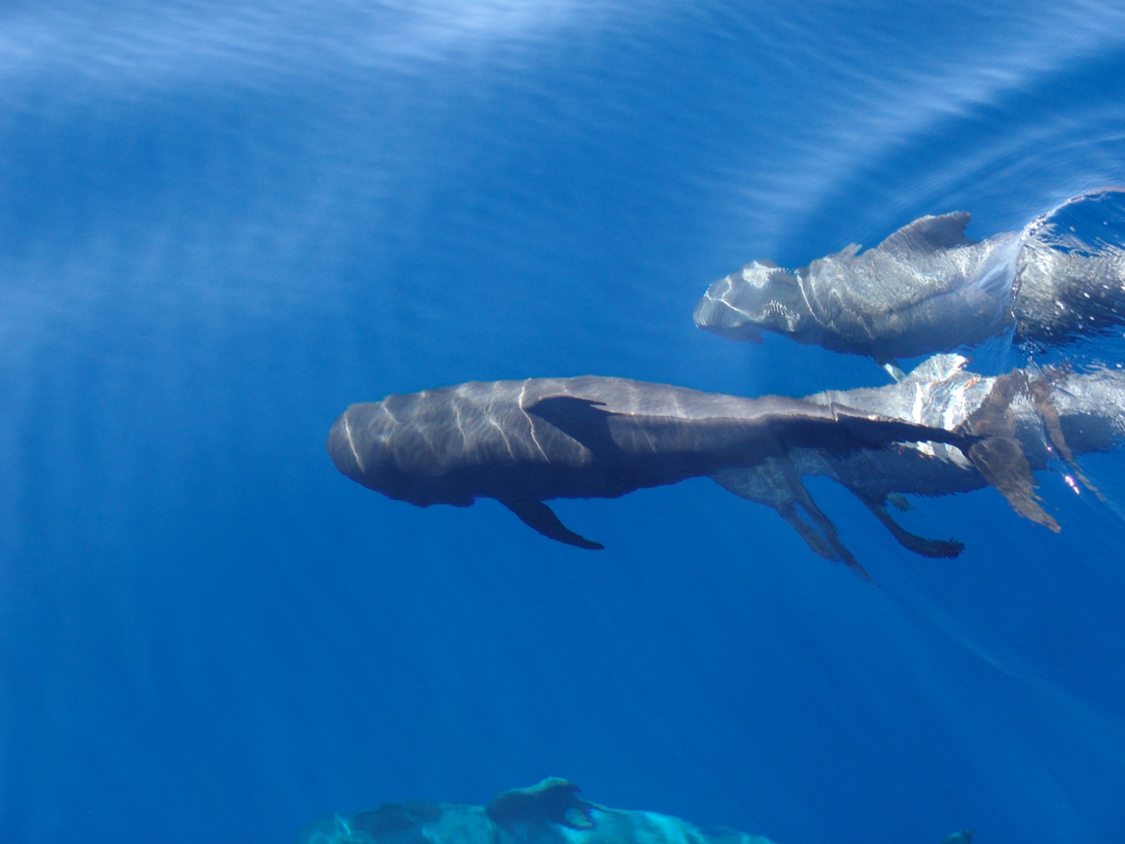 Canarias impulsa la creación de un Corredor Oceánico Mundial