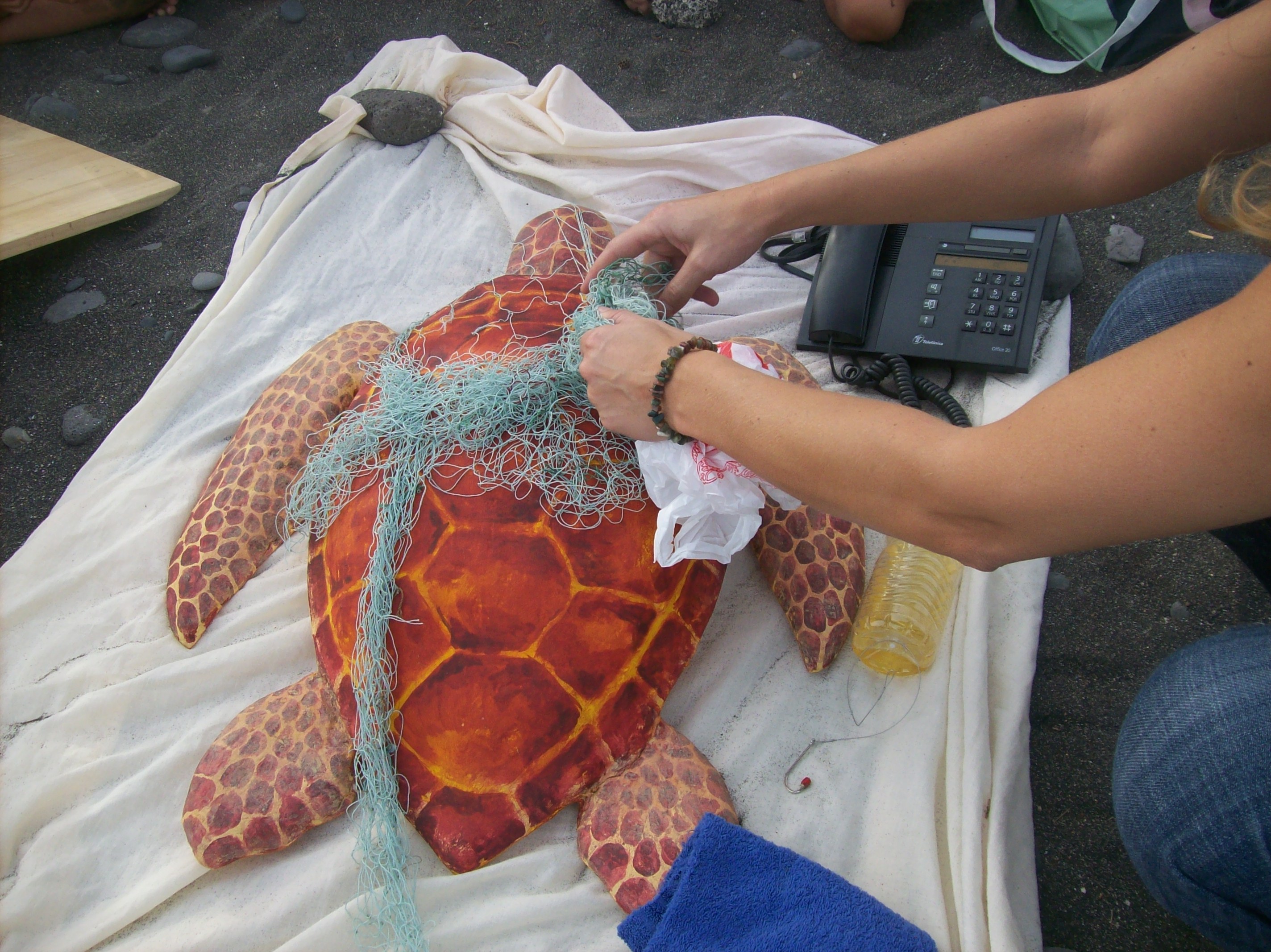 Rescate de tortuga marina