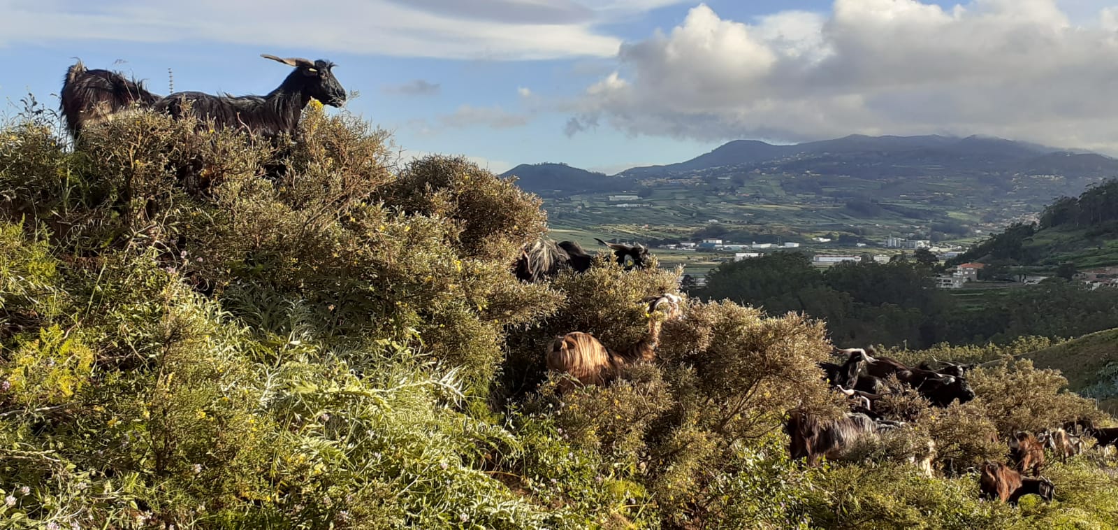 Espacio de pastoreo en La Laguna (Tenerife) / CanariasNoticias.es Espacio de pastoreo en La Laguna (Tenerife) / CanariasNoticias.es