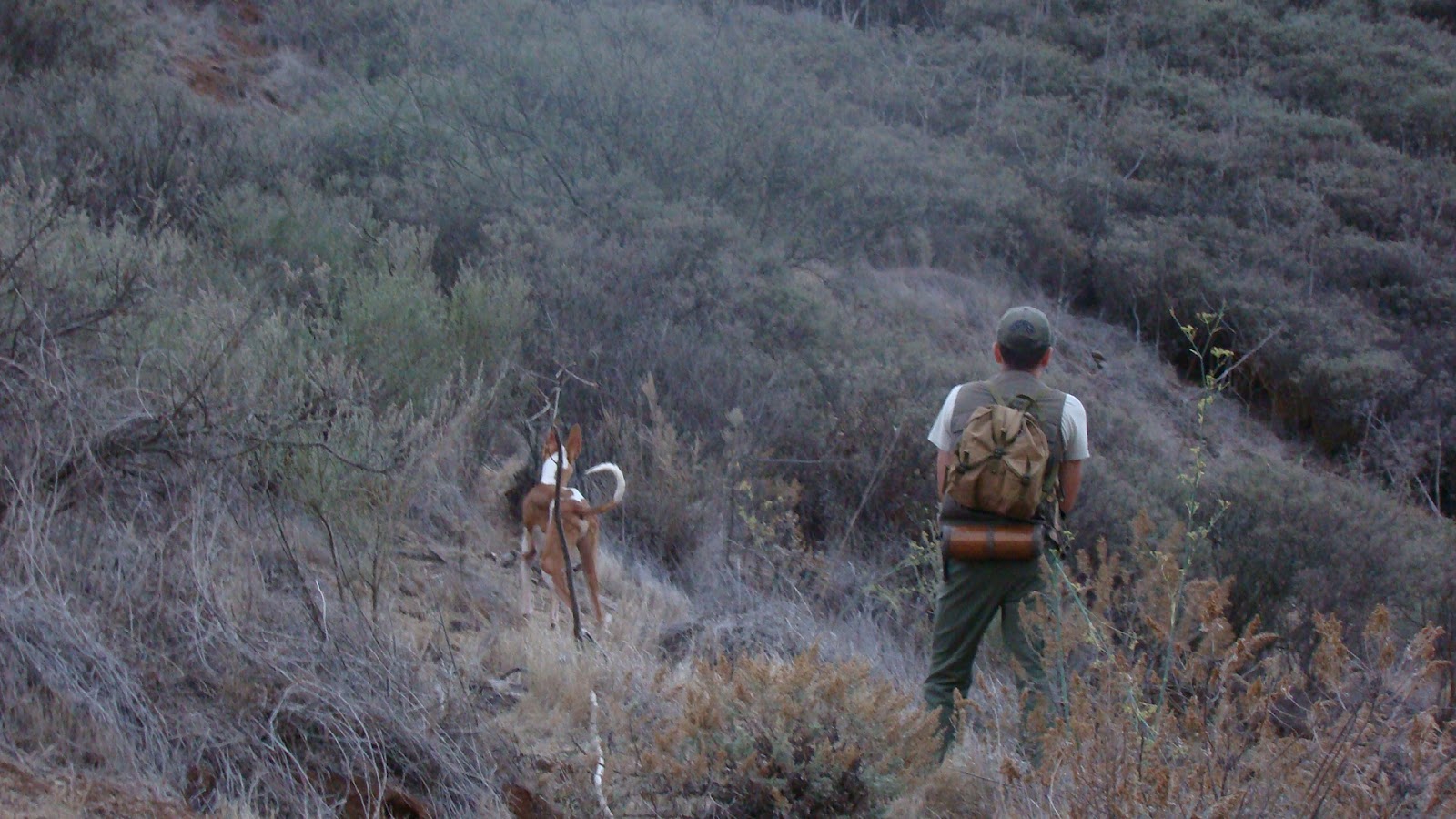 Se levanta la veda para la temporada de caza en Gran Canaria / CanariasNoticias.es