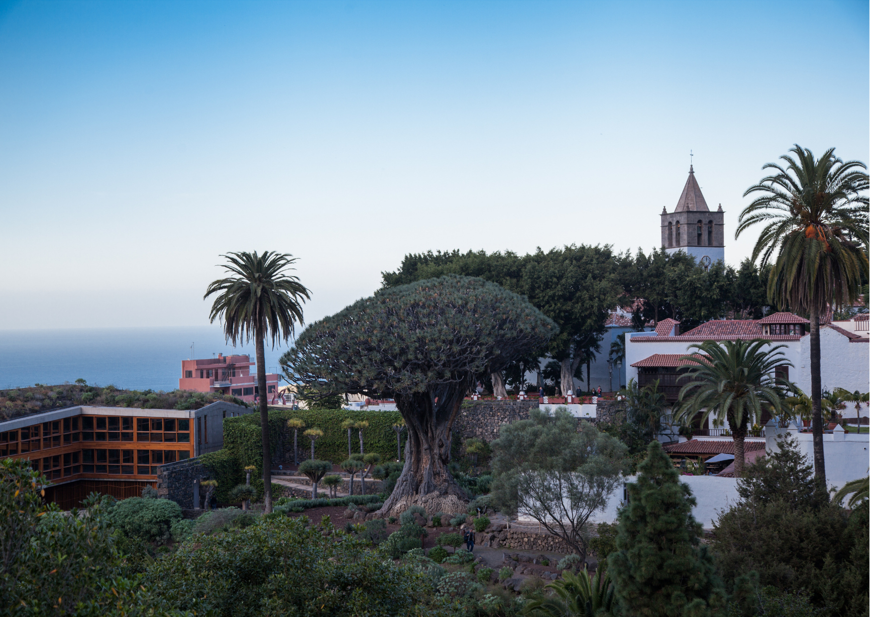 Centro de Interpretación de El Drago en Icod de los Vinos (Tenerife) / CanariasNoticias.es Centro de Interpretación de El Drago en Icod de los Vinos (Tenerife) / CanariasNoticias.es