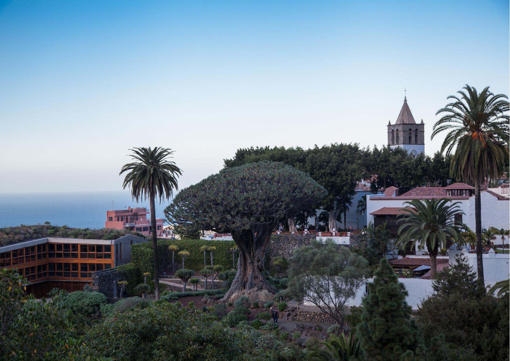 Centro de Interpretación de El Drago en Icod de los Vinos (Tenerife) / CanariasNoticias.es