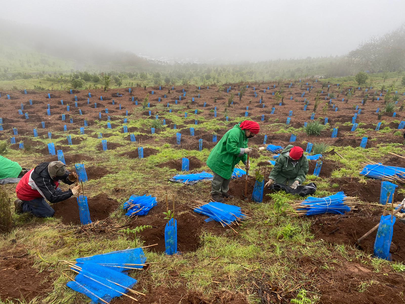 Fundación Canaria para la Reforestación. Foresta/ canariasnoticias