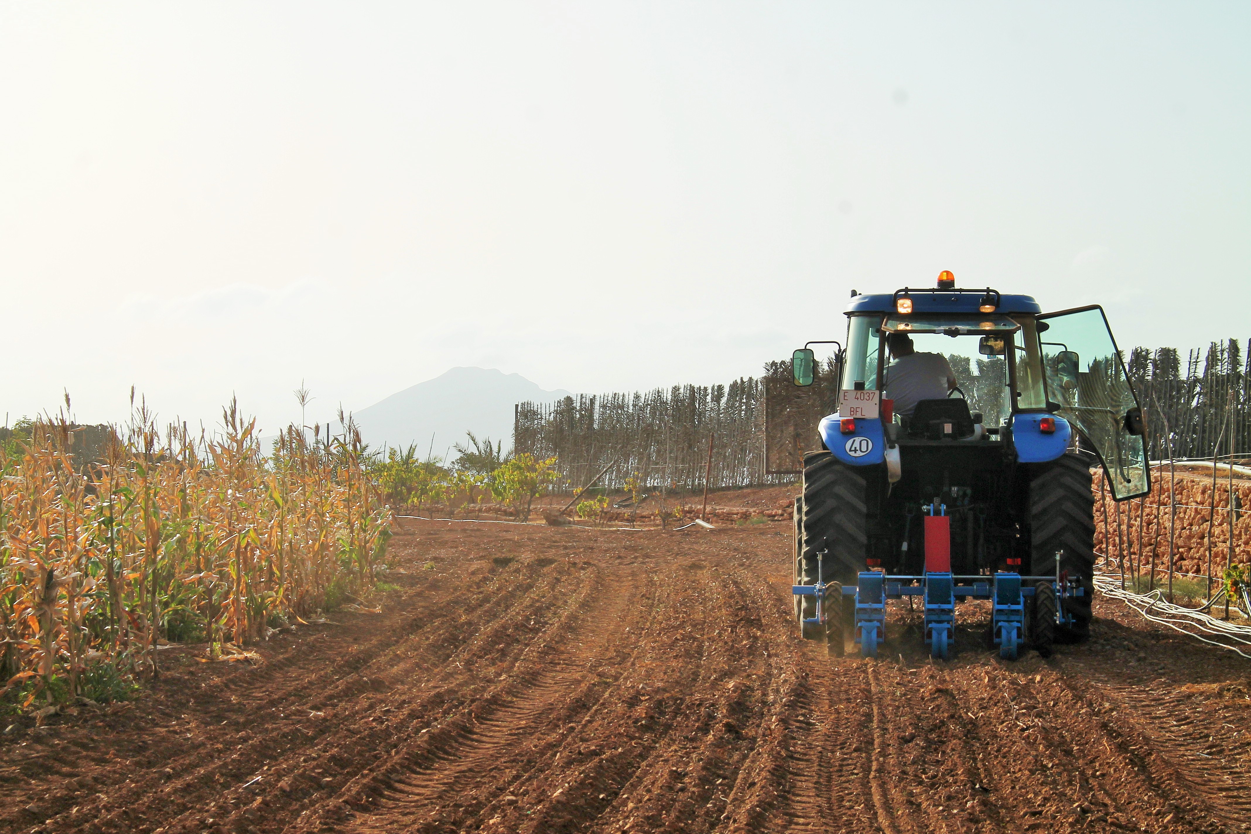 Antigua comienza la siembra de 4.000 kilos de trigo / CanariasNoticias.es