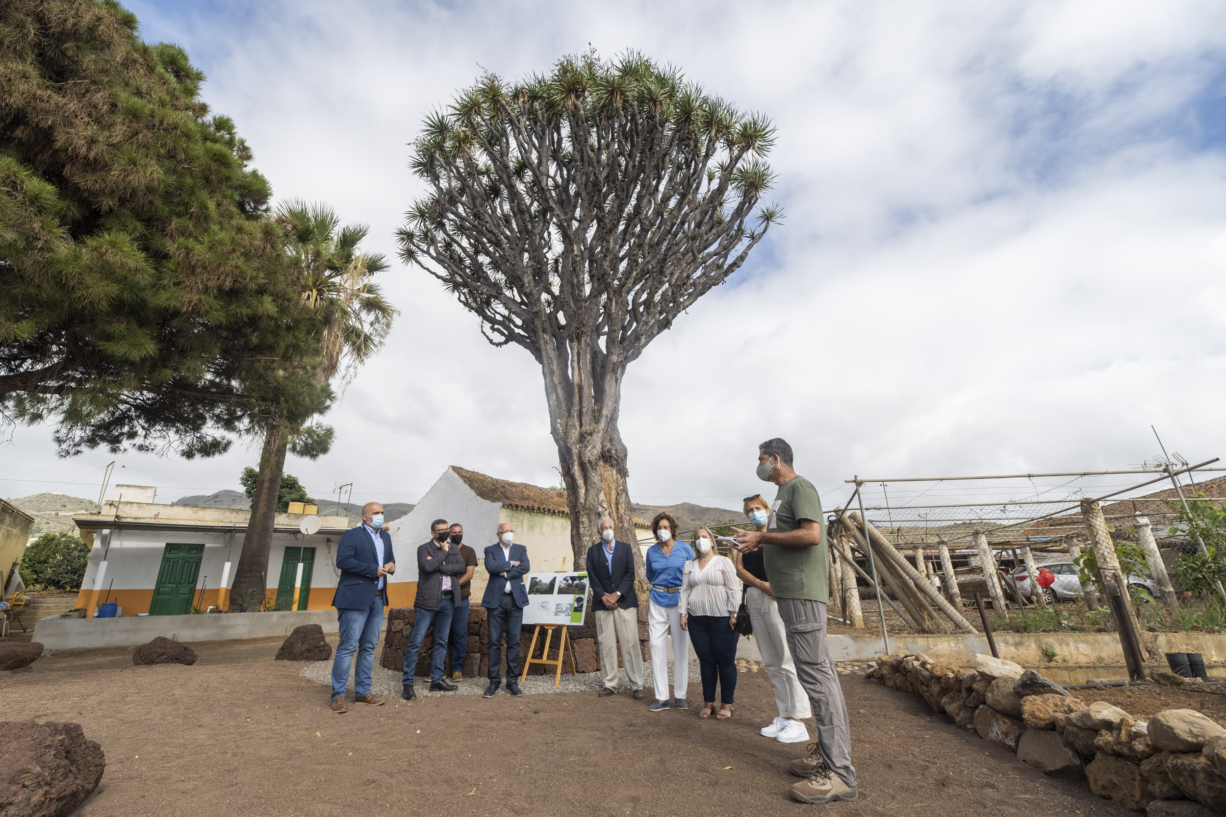 Drago de Luis Verde en Valsequillo (Gran Canaria) / CanariasNoticias.es