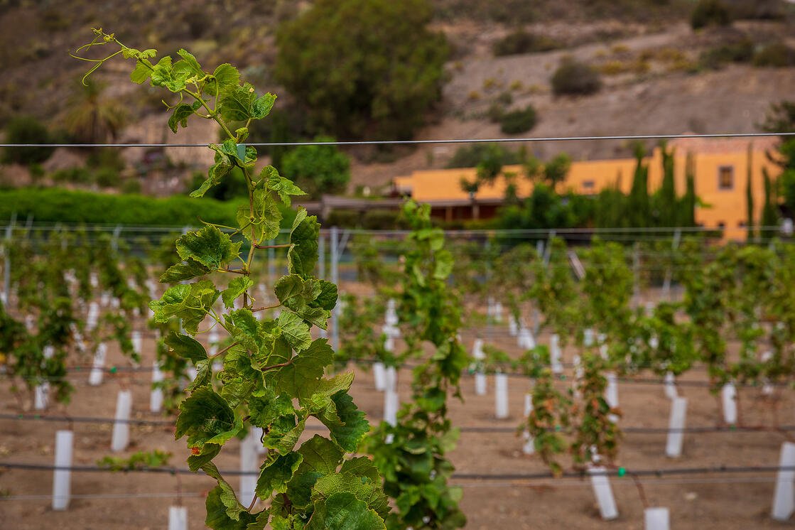 Bodega Mondalón / CanariasNoticias.es