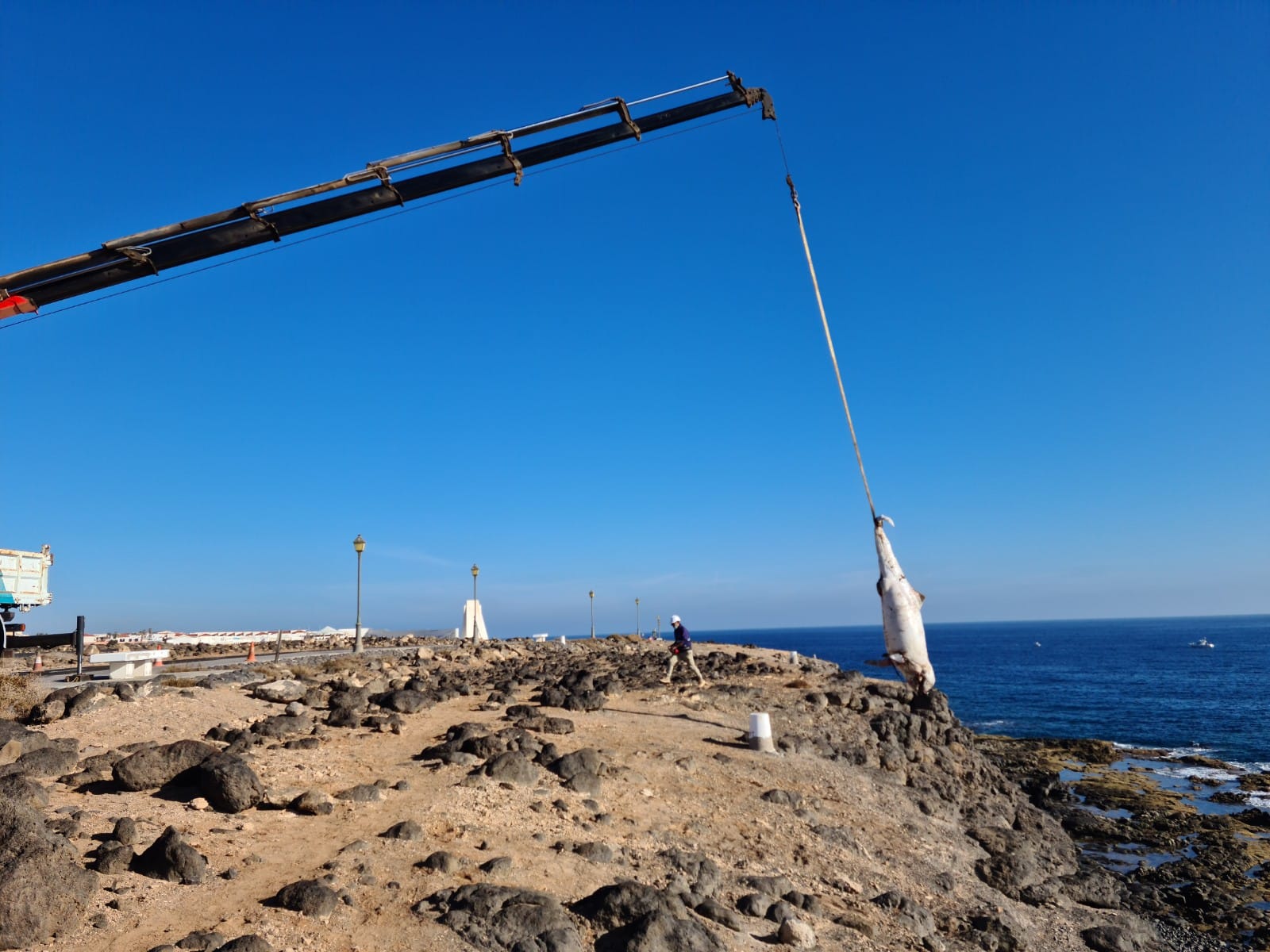 Varamiento de cetáceos en Fuerteventura / CanariasNoticias.es