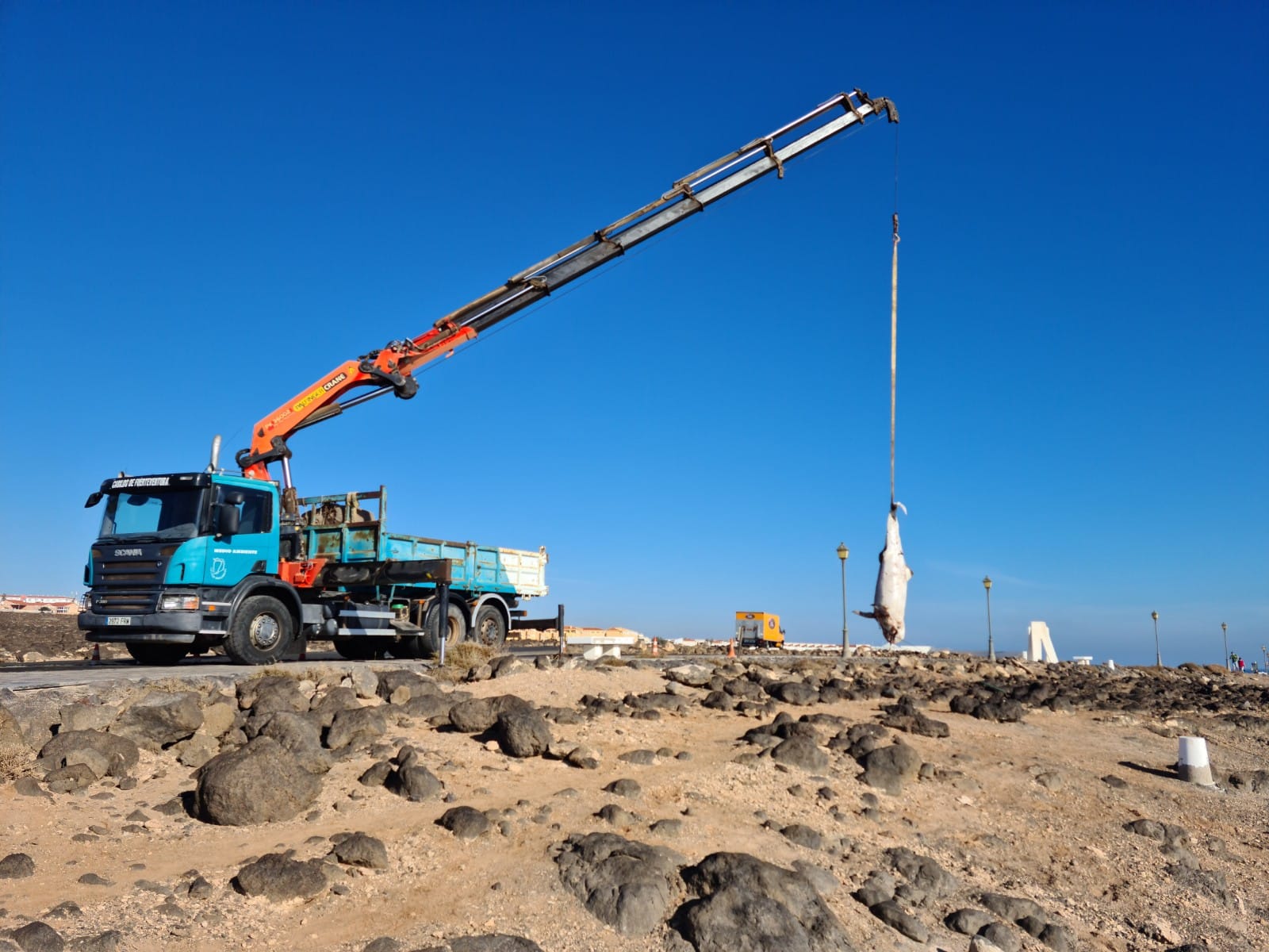 Varamiento de cetáceos en Fuerteventura / CanariasNoticias.es