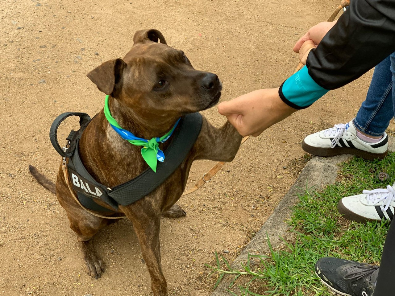 Protección animal/ canariasnoticias.es