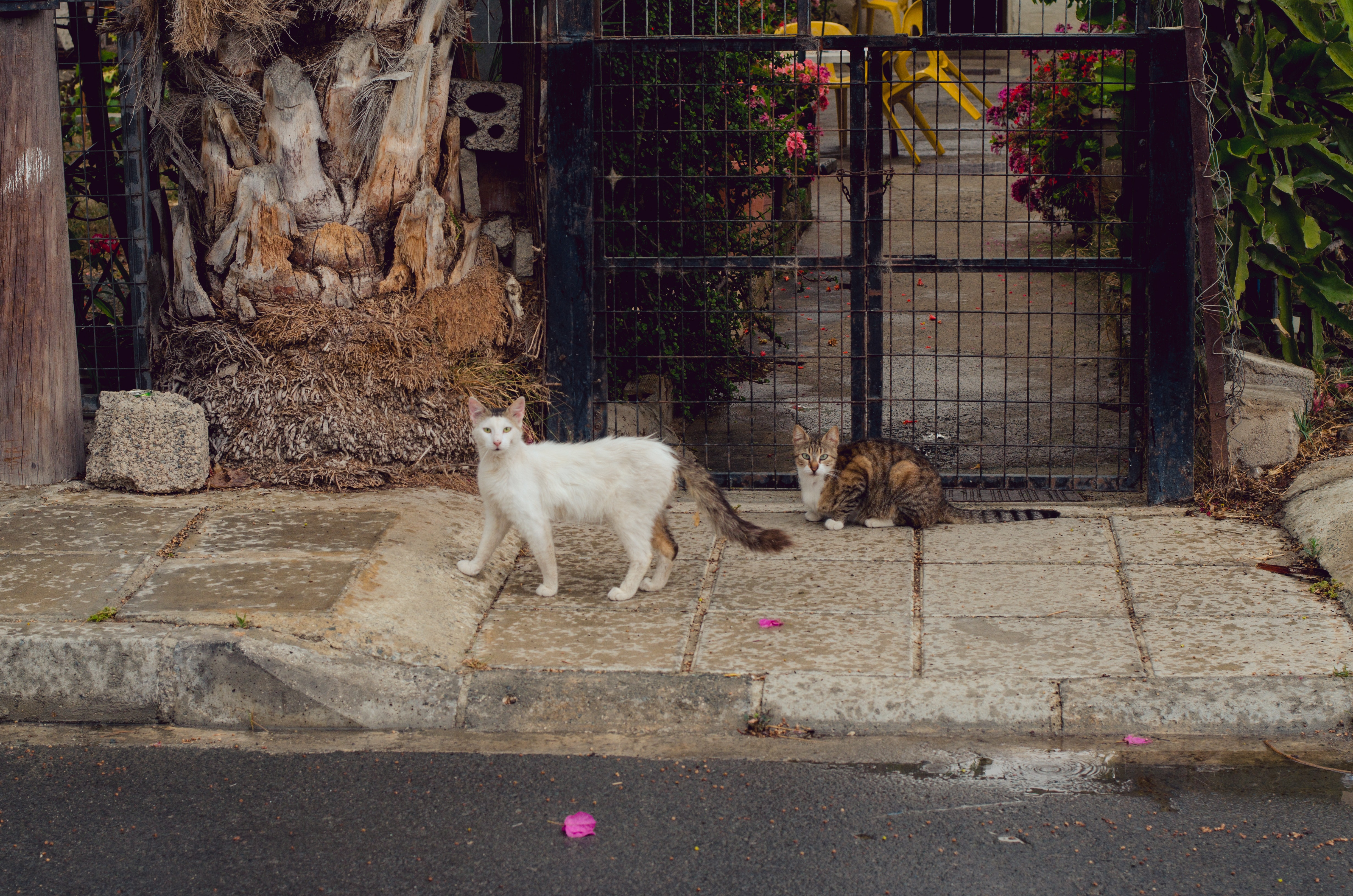 gatos callejeros