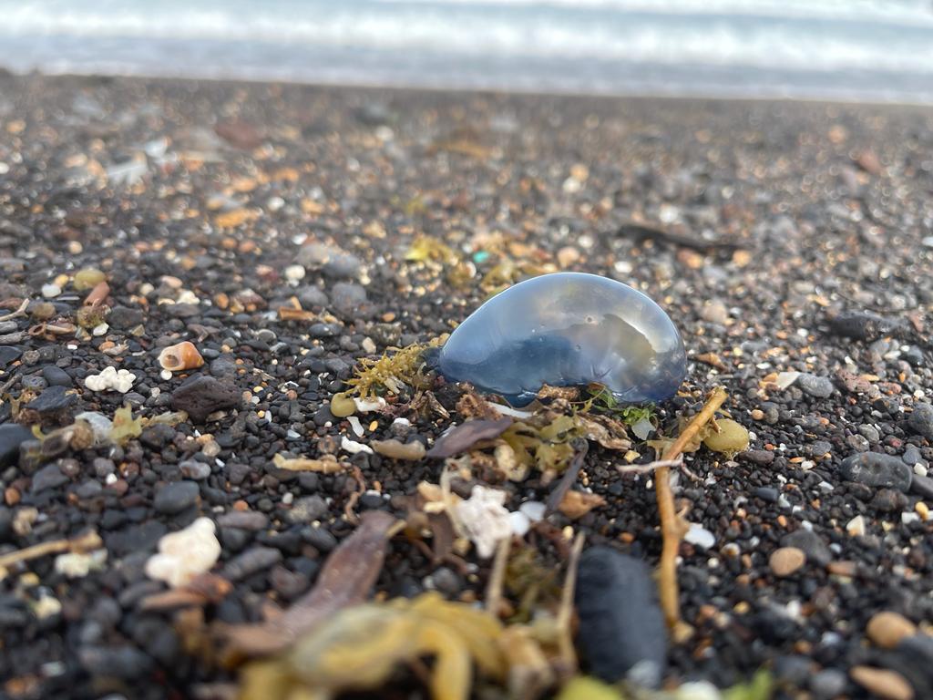 Medusas tóxicas en playas de Puerto del Rosario / CanariasNoticias.es 
