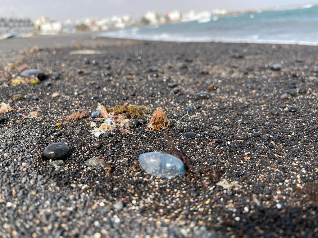 Medusas tóxicas en playas de Puerto del Rosario / CanariasNoticias.es 