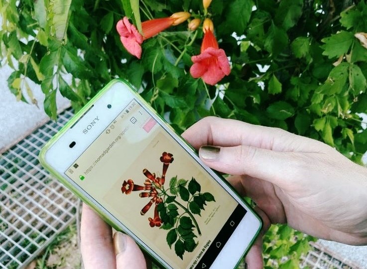 Puerto de la Cruz cartografía la botánica del municipio / CanariasNoticias.es