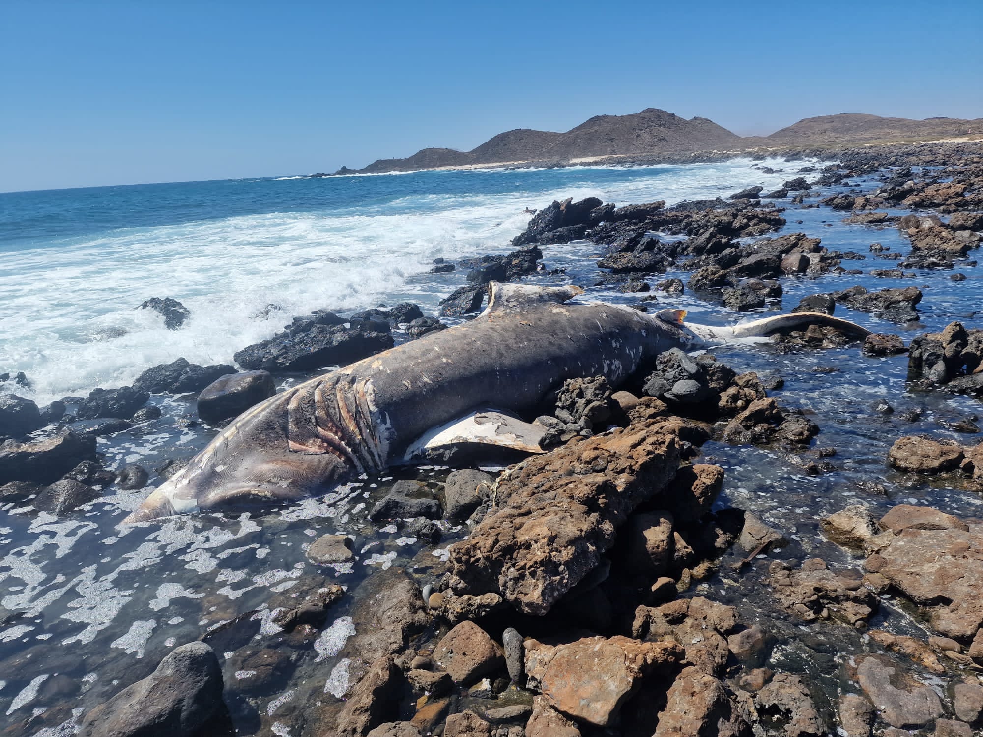 Tiburón peregrino varado en el islote de Lobos / CanariasNoticias.es