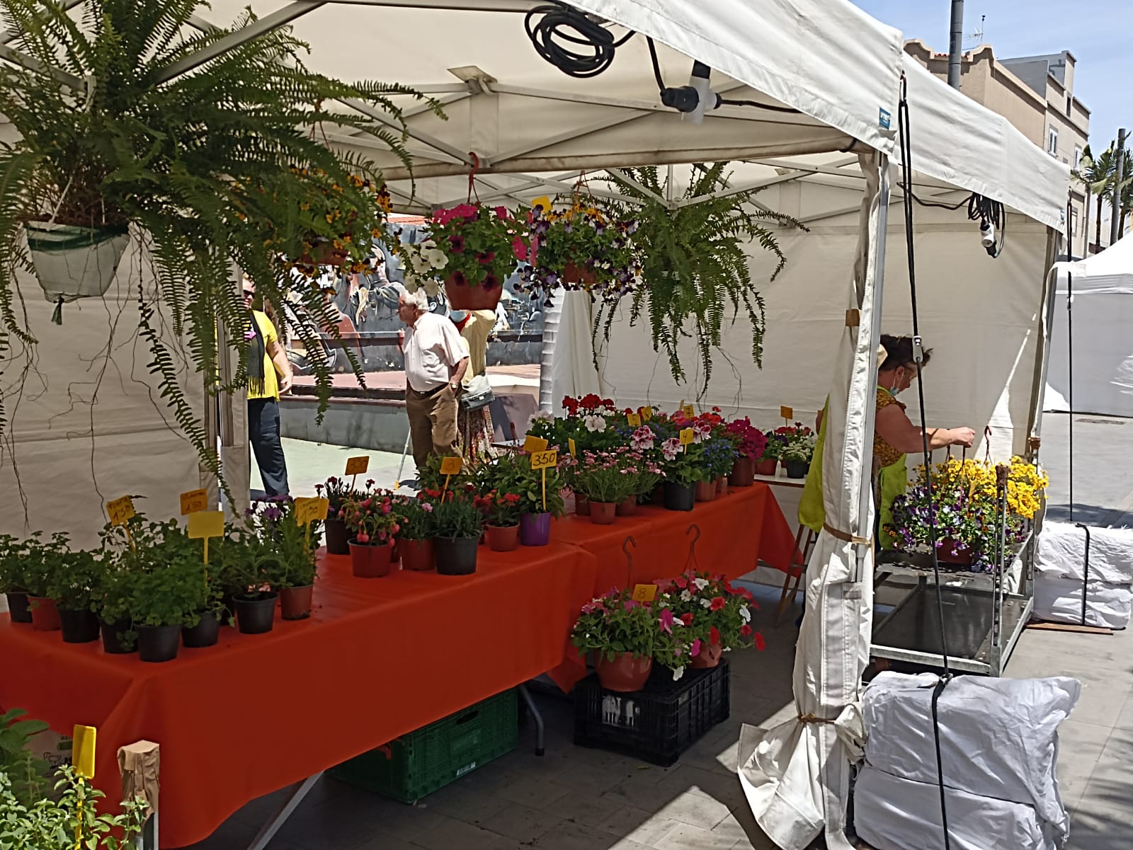 Festival de Primavera en la Zona Comercial Abierta de Vecindario/ canariasnoticias.es