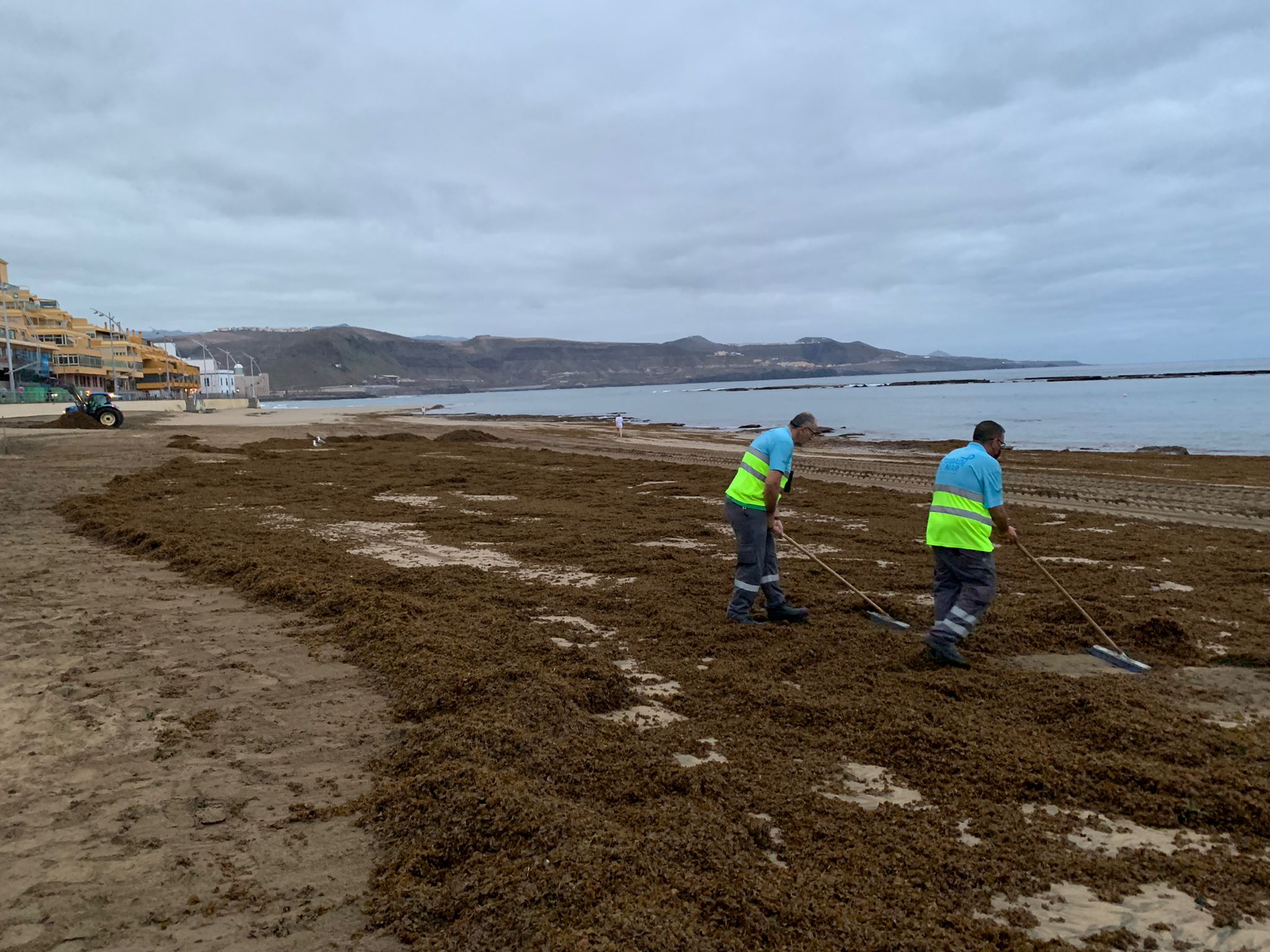 Retirada de seba en la playa de Las Canteras / CanariasNoticias.es