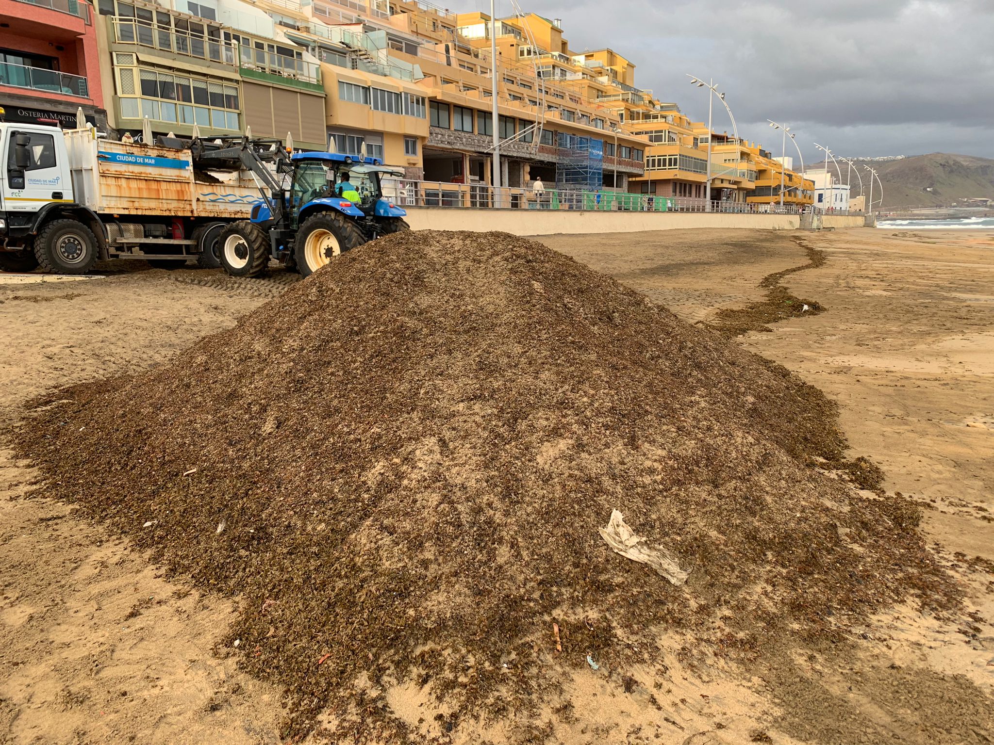 Retirada de seba en la playa de Las Canteras / CanariasNoticias.es