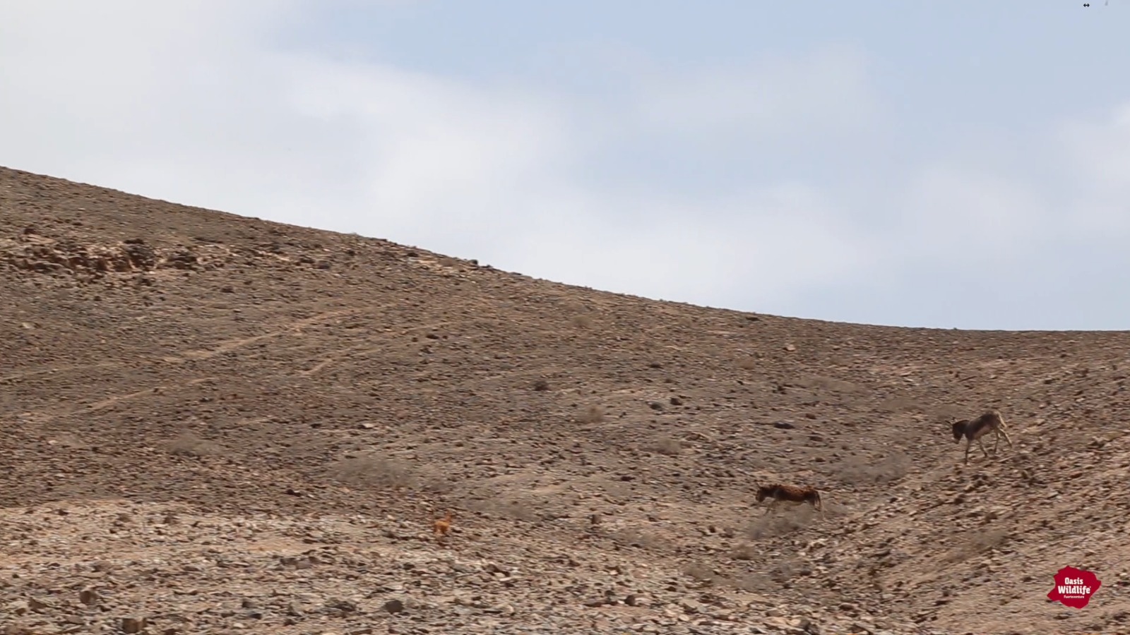 Rescatan un burro herido en Punta de Jandía en Pájara (Fuerteventura) / CanariasNoticias.es