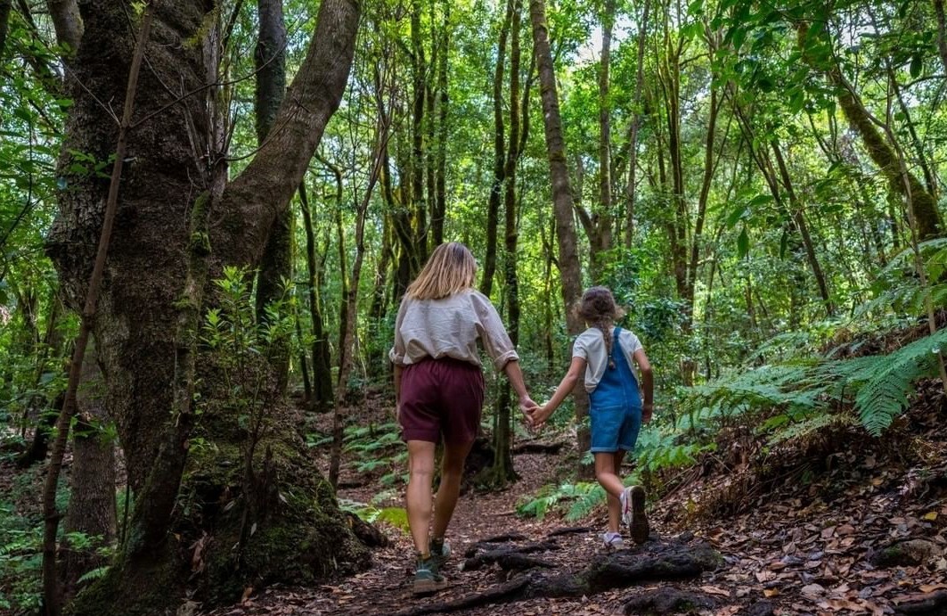 Senderistas en el Parque Nacional de Garajonay/ canariasnoticias.es Senderistas en el Parque Nacional de Garajonay/ canariasnoticias.es