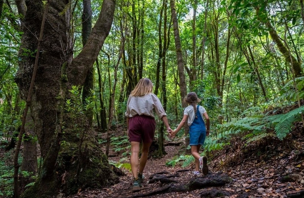 Senderistas en el Parque Nacional de Garajonay/ canariasnoticias.es