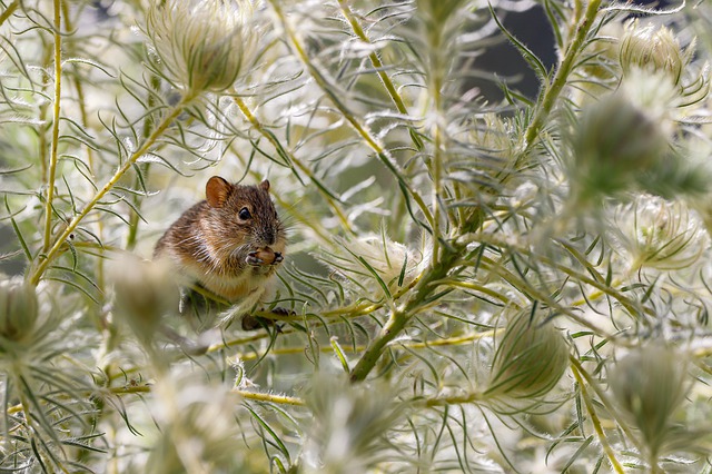 Cómo evitar las plagas de ratas, que proliferan en verano