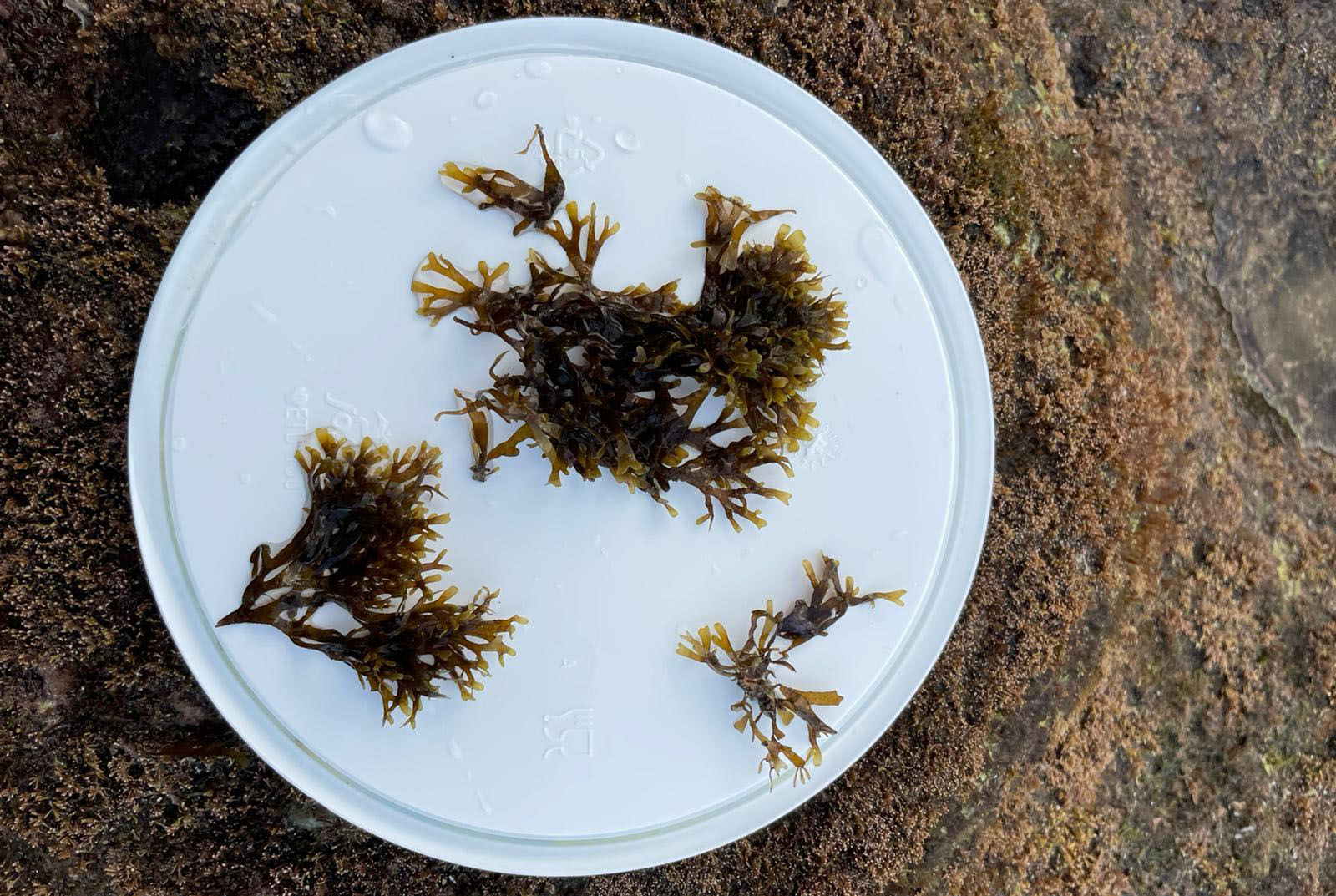 Alga parda ‘Rugolopterix okamurae’