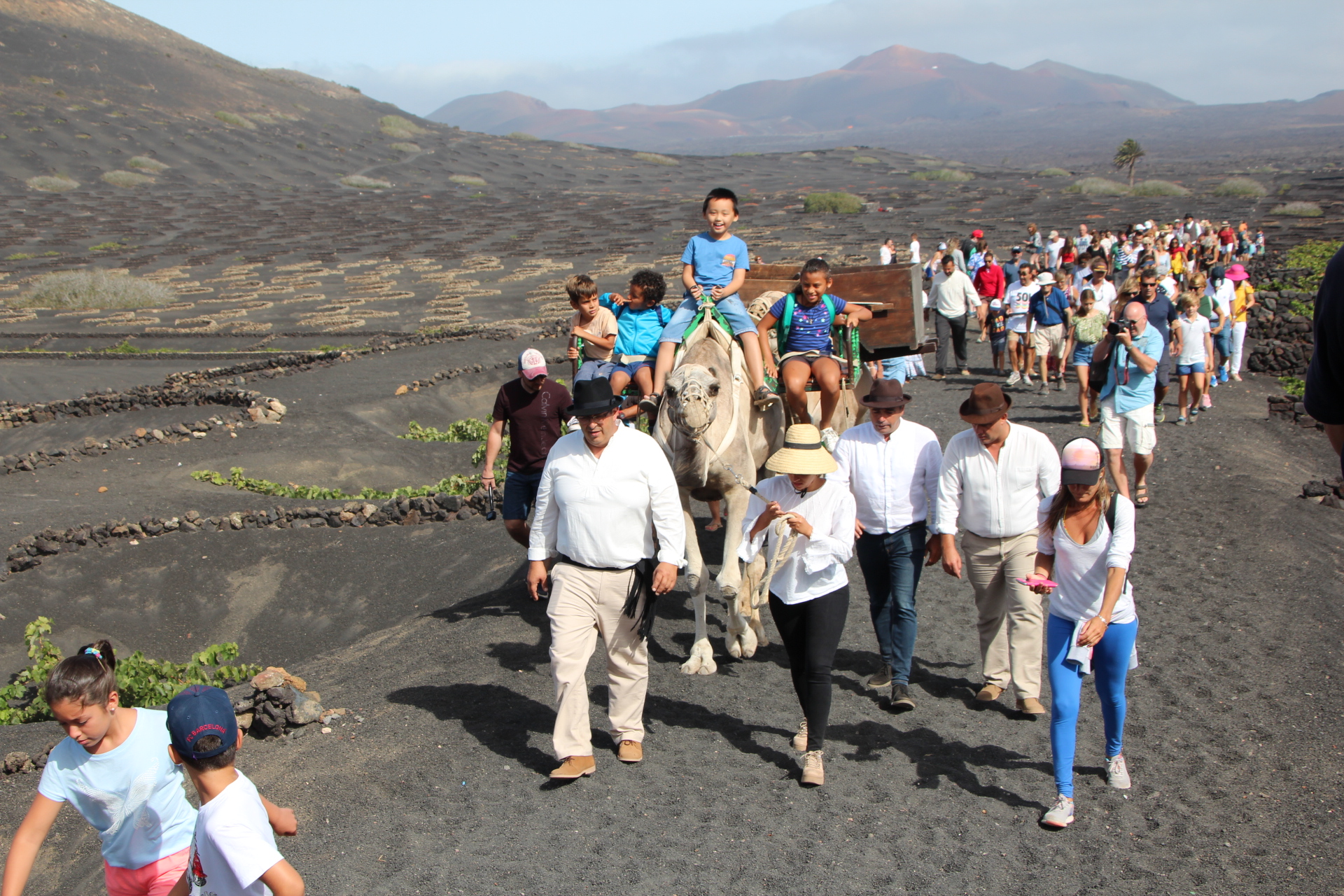 Vendimia tradicional con camellos en La Geria (Lanzarote) / CanarisaNoticias.es