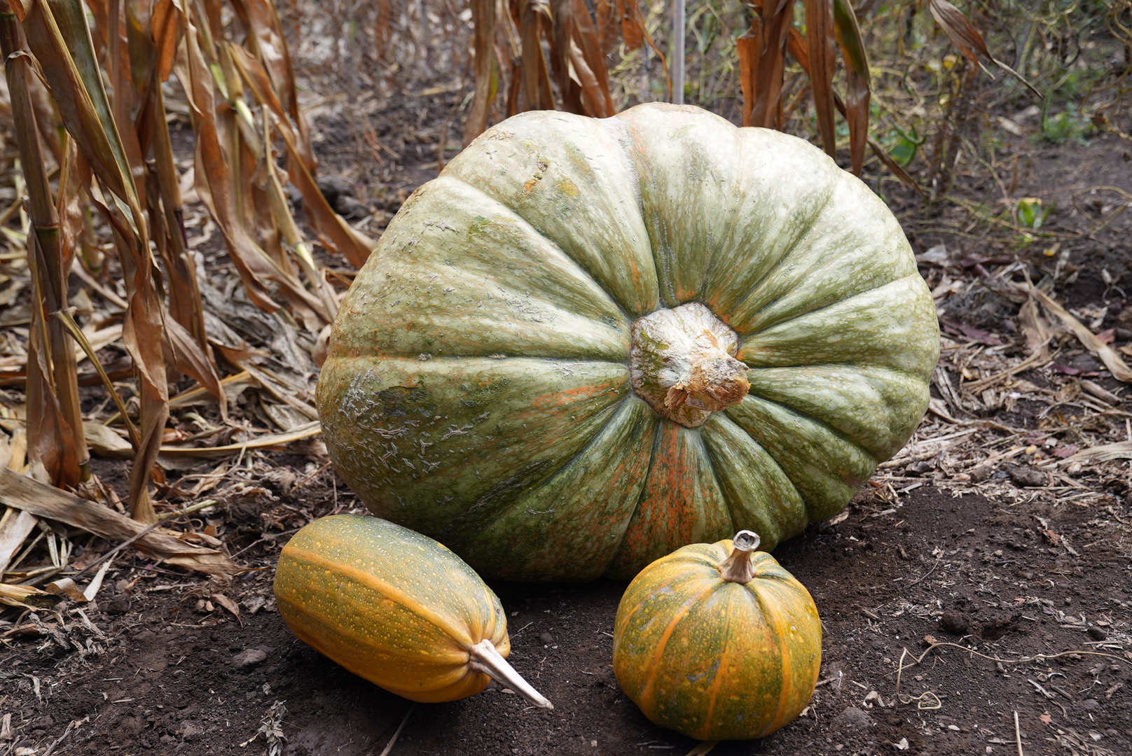 Vecino de Valleseco dona dos calabazas de más de 70 kilos / CanariasNoticias.es