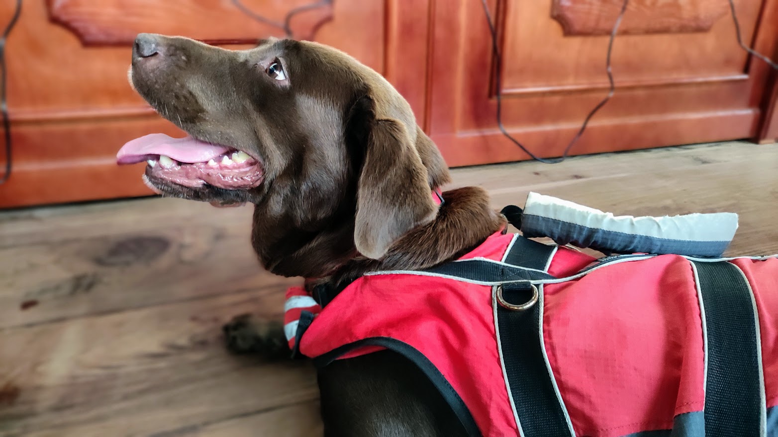 Jornadas ‘Más que Mascotas’ en Santa Cruz de La Palma / CanariasNoticias.es 