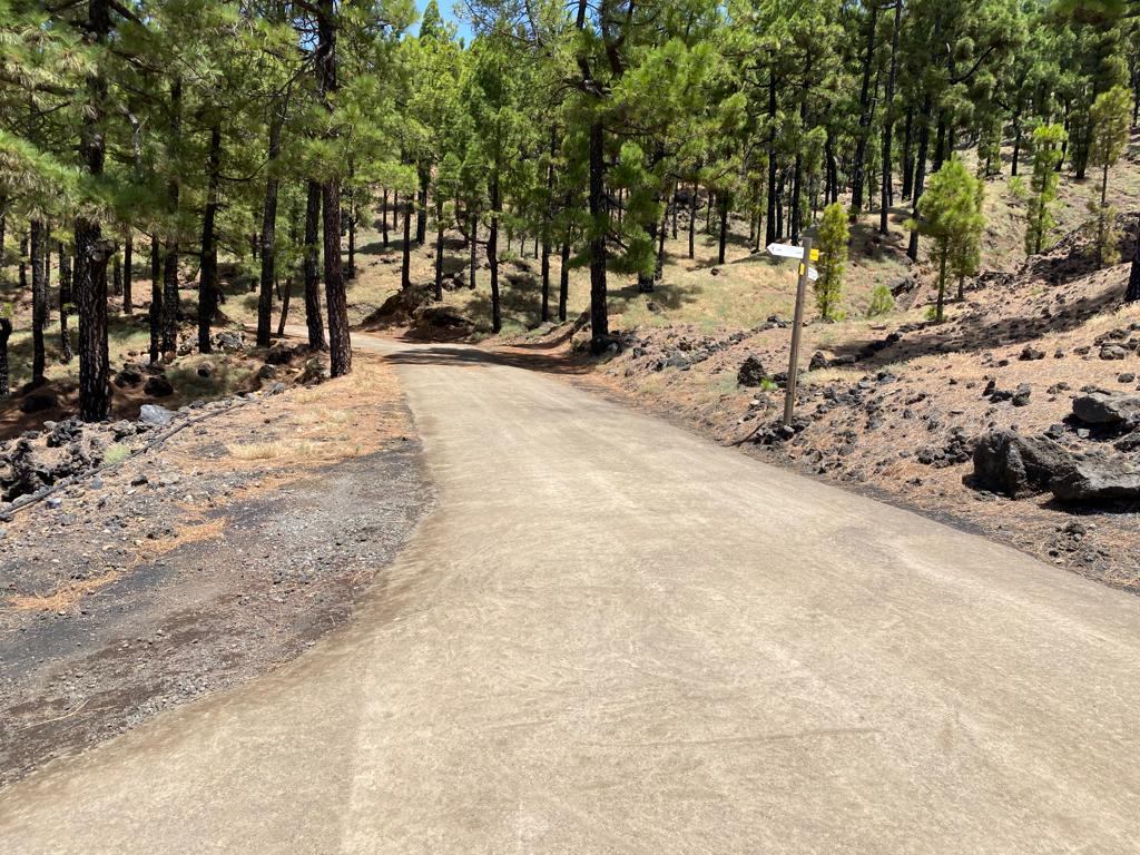 Pista forestal de Fran Santana (La Palma) / CanariasNoticias.es