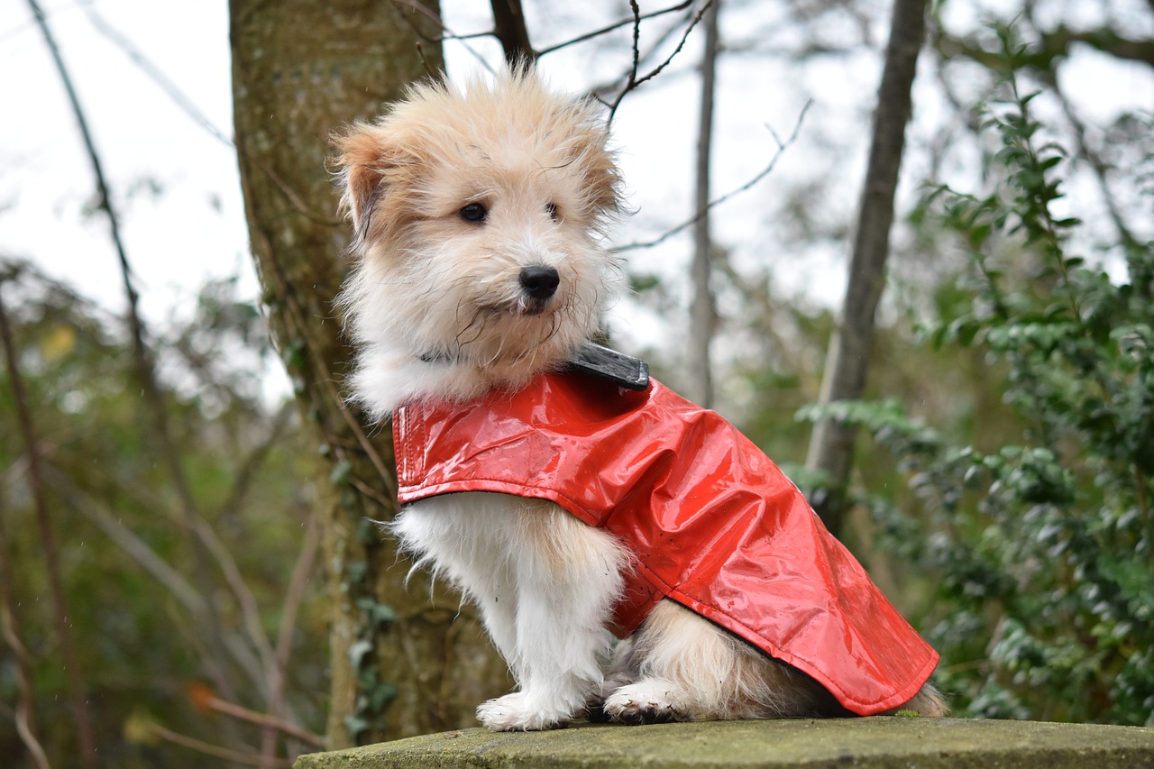 Perro con abrigo