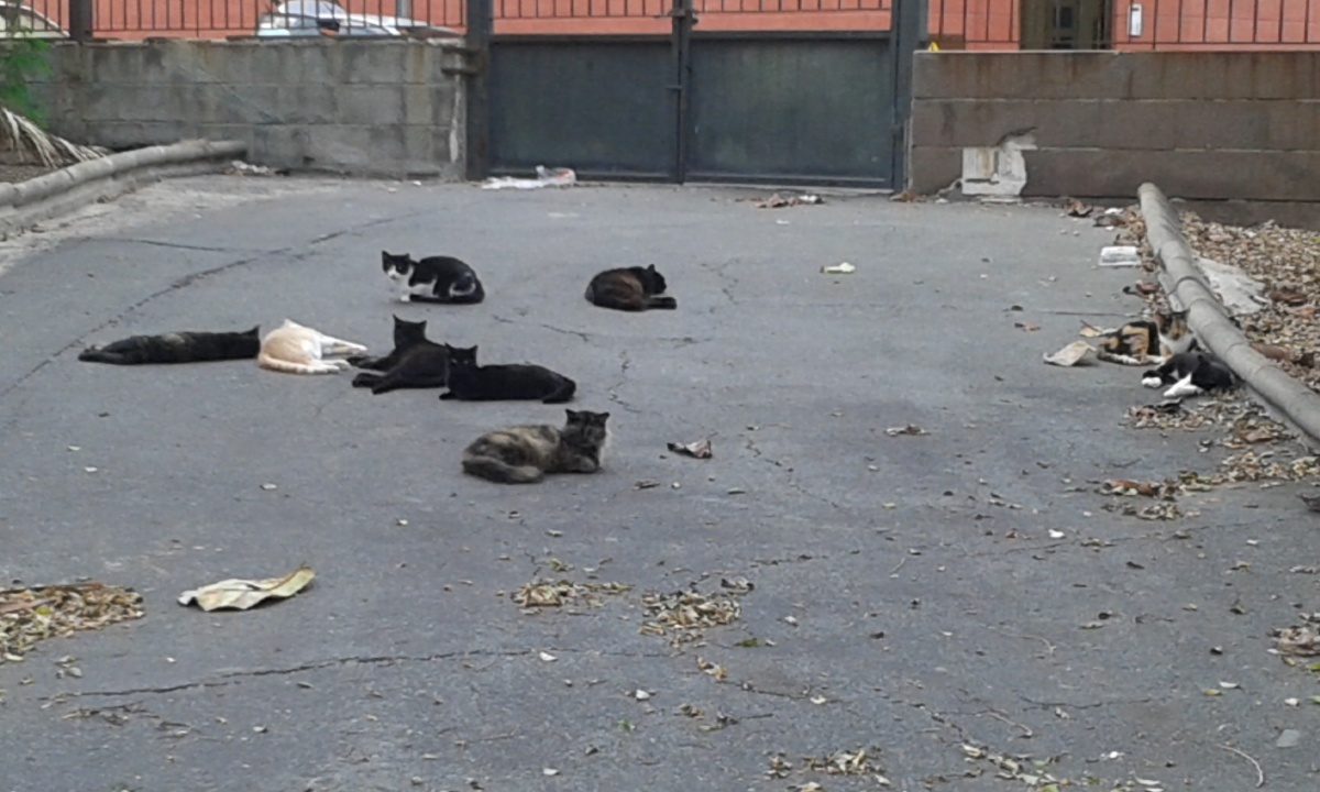Nueva campaña de esterilización de gatos en Telde / CanariasNoticias.es