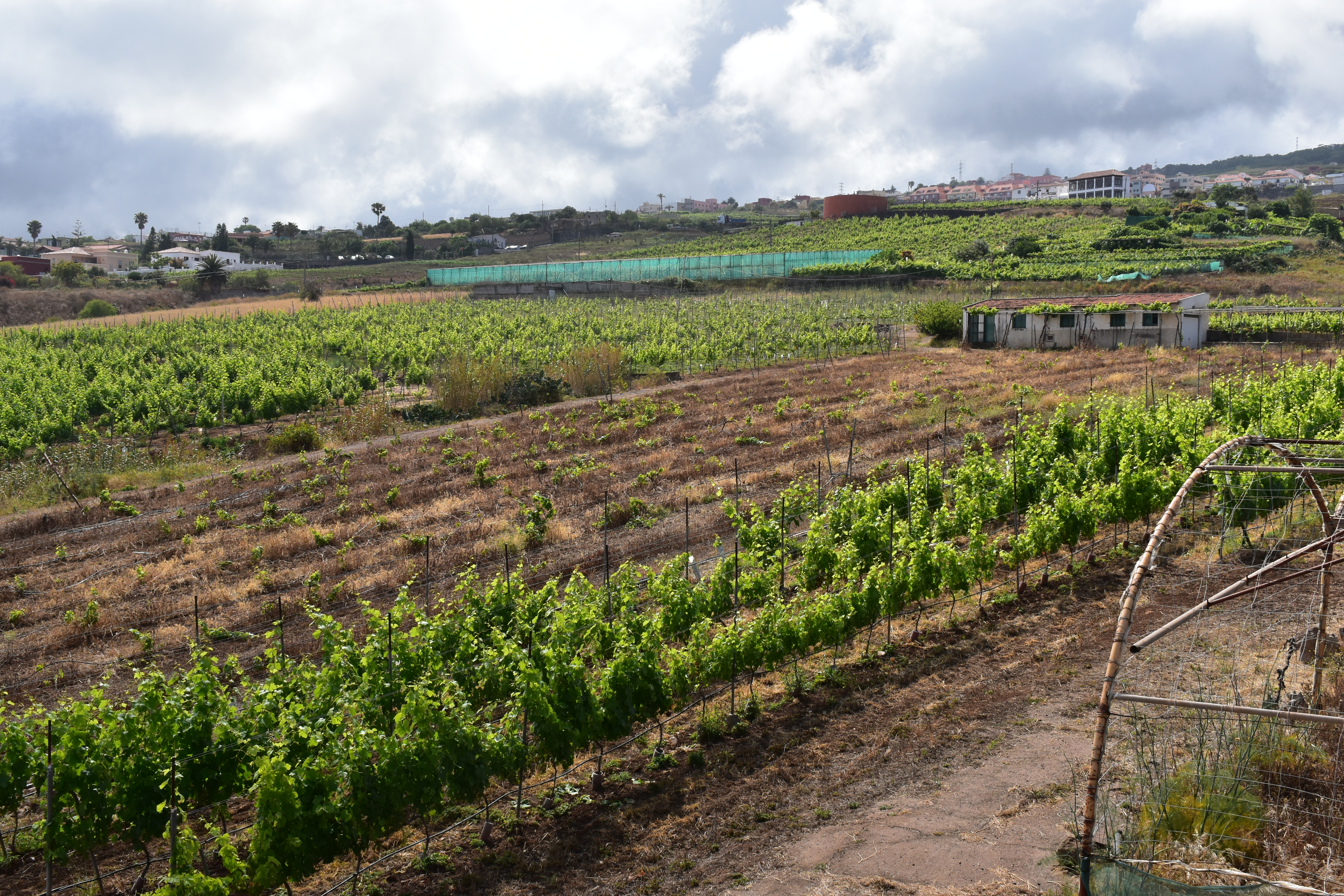 Sector vitivinícola en Tenerife / CanariasNoticias.es Sector vitivinícola en Tenerife / CanariasNoticias.es