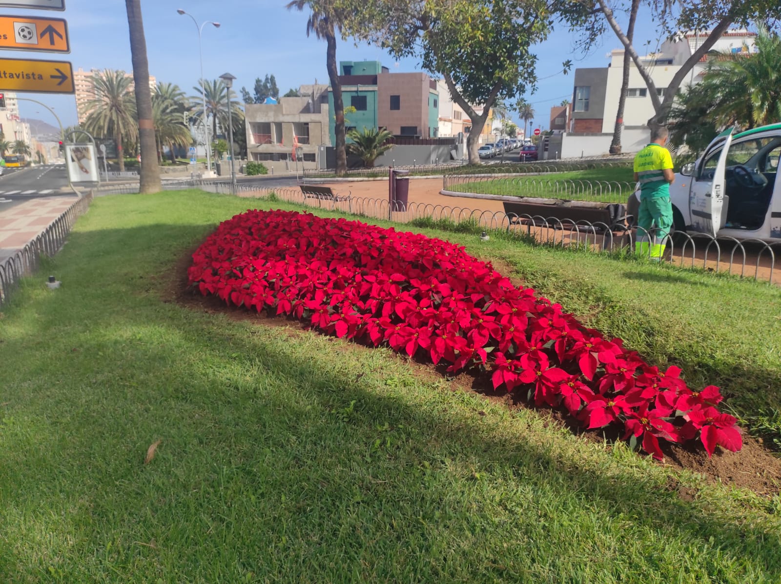Plantación de Flores de Pascua en Las Palmas de Gran Canaria / CanariasNoticias.es