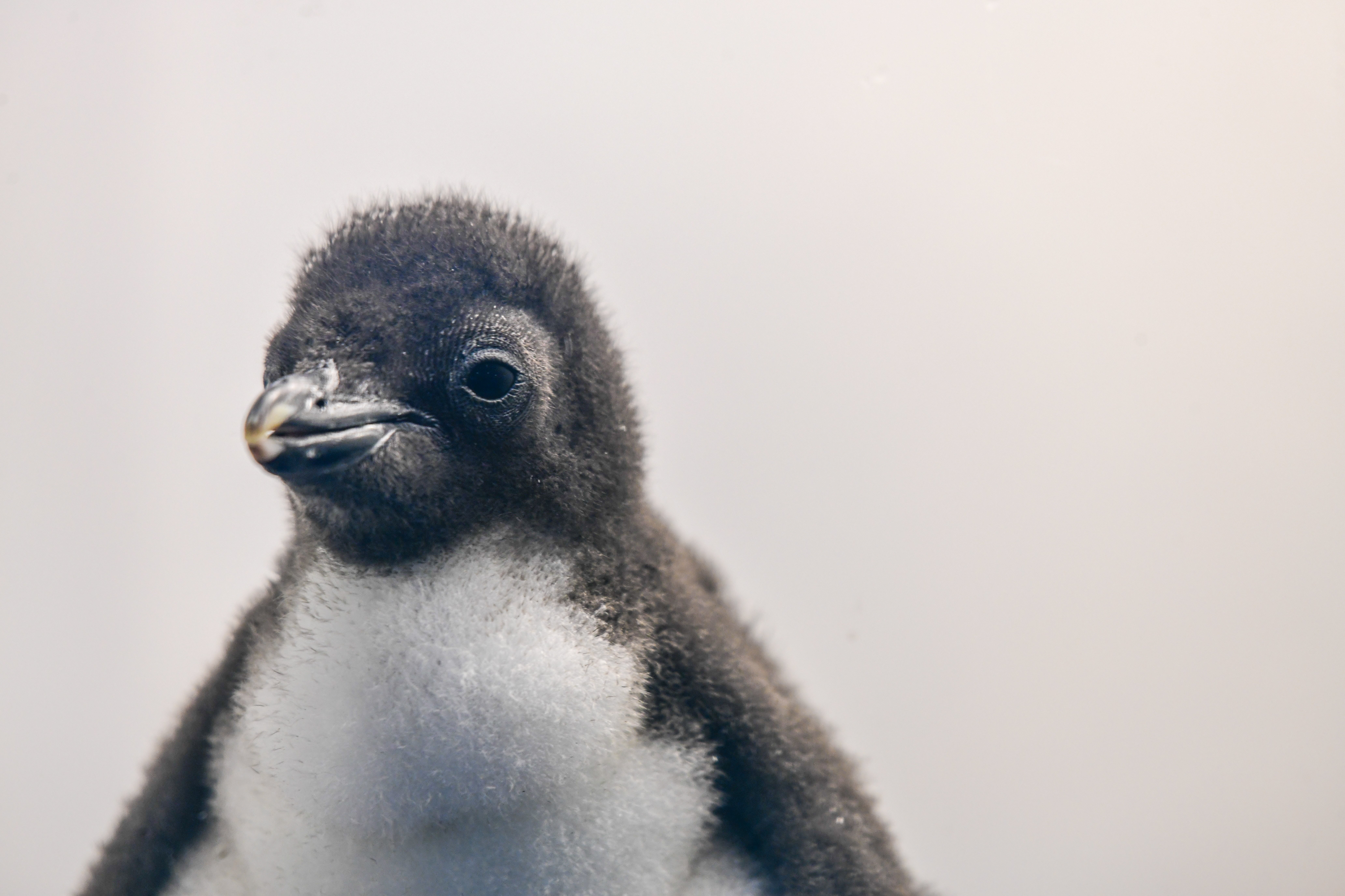Nuevas crías de pingüinos en Loro Parque 