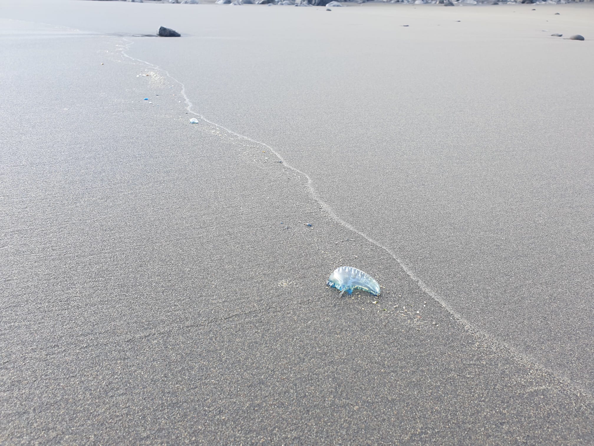 Aguavivas en playas de Telde / CanariasNoticias.es 