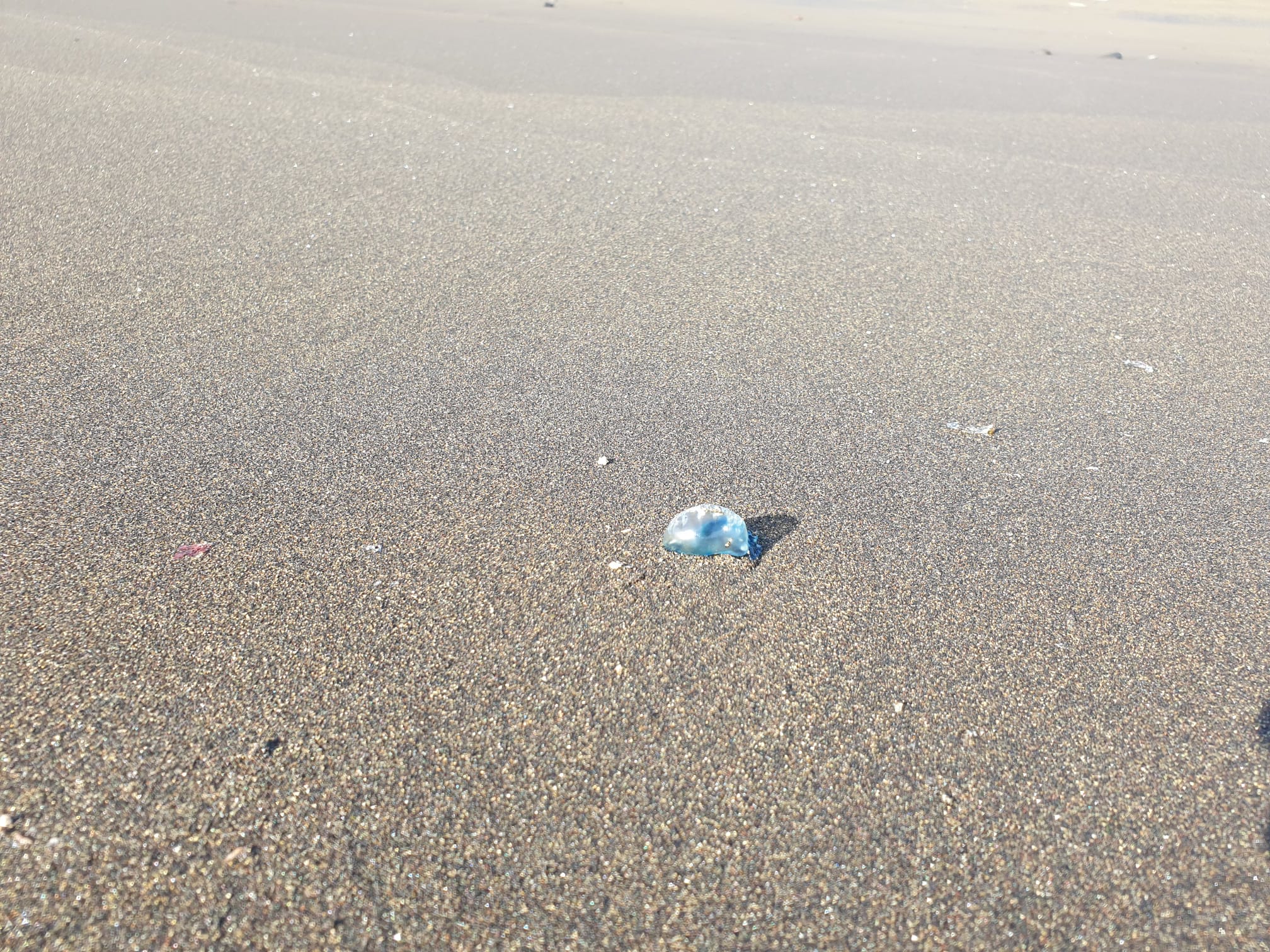 Aguavivas en playas de Telde / CanariasNoticias.es 