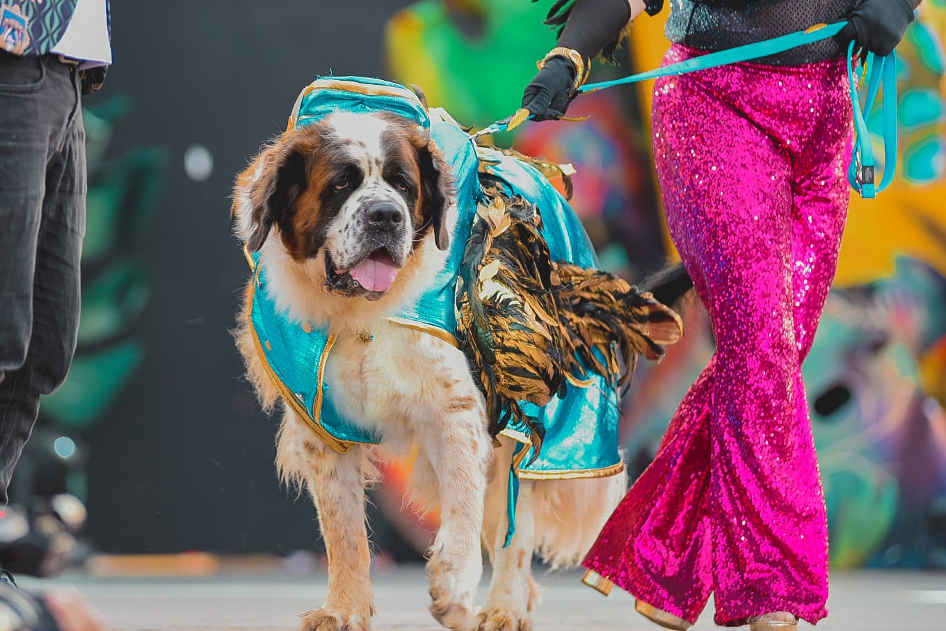 Carnaval canino de Maspalomas 2023 / CanariasNoticias.es