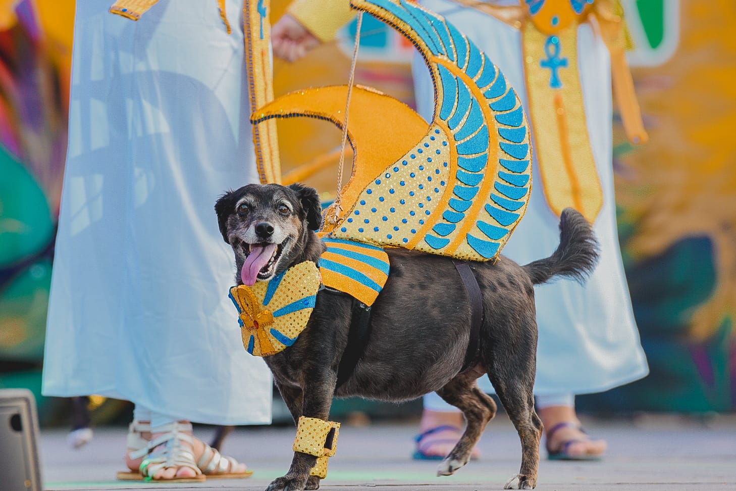 Carnaval canino de Maspalomas 2023 / CanariasNoticias.es