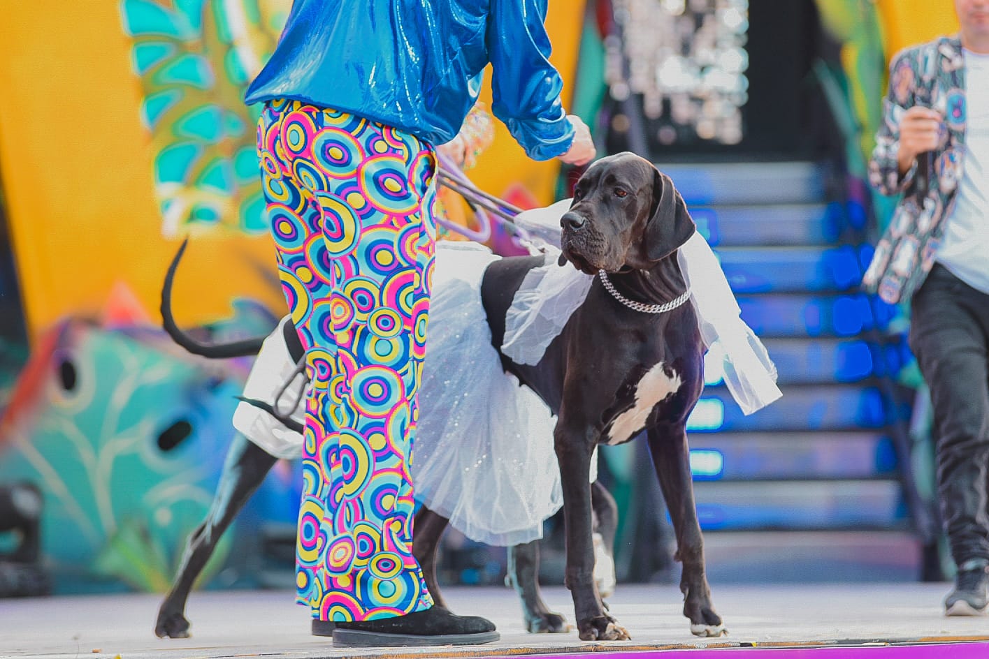 Carnaval canino de Maspalomas 2023 / CanariasNoticias.es