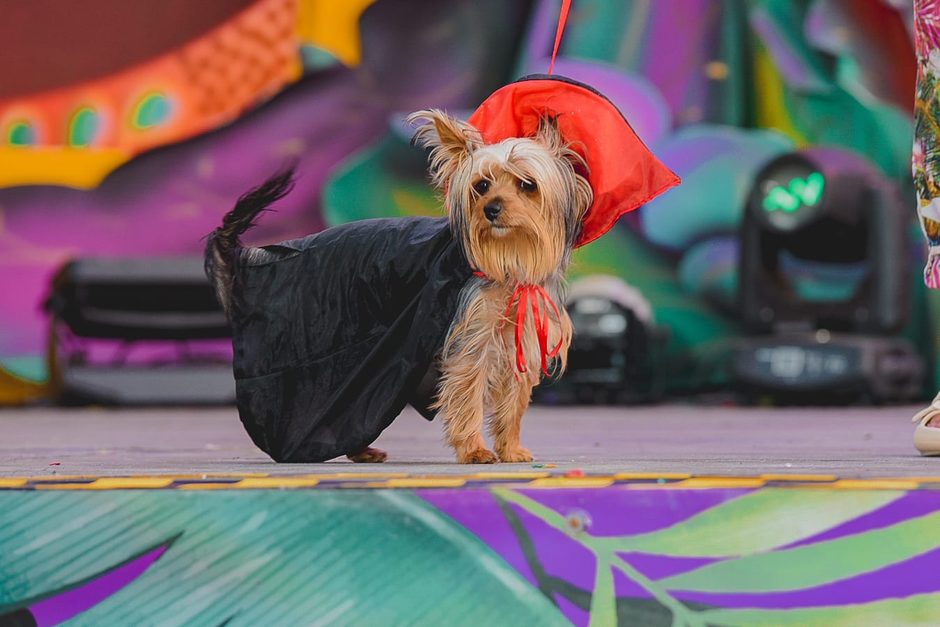 Carnaval canino de Maspalomas 2023 / CanariasNoticias.es