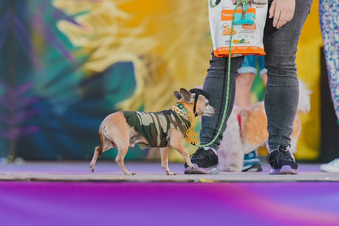 Carnaval canino de Maspalomas 2023 / CanariasNoticias.es