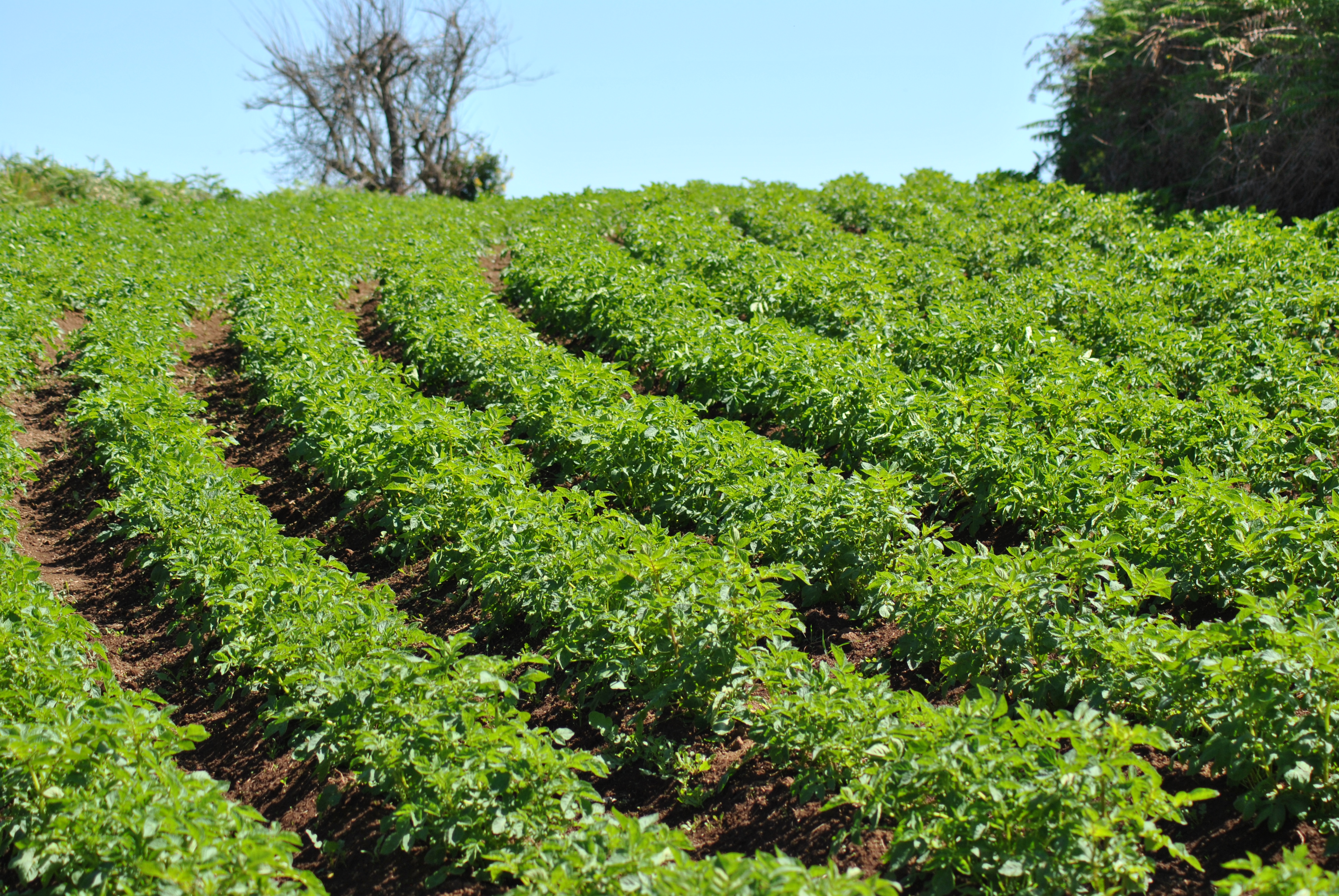 Cultivo de papas 