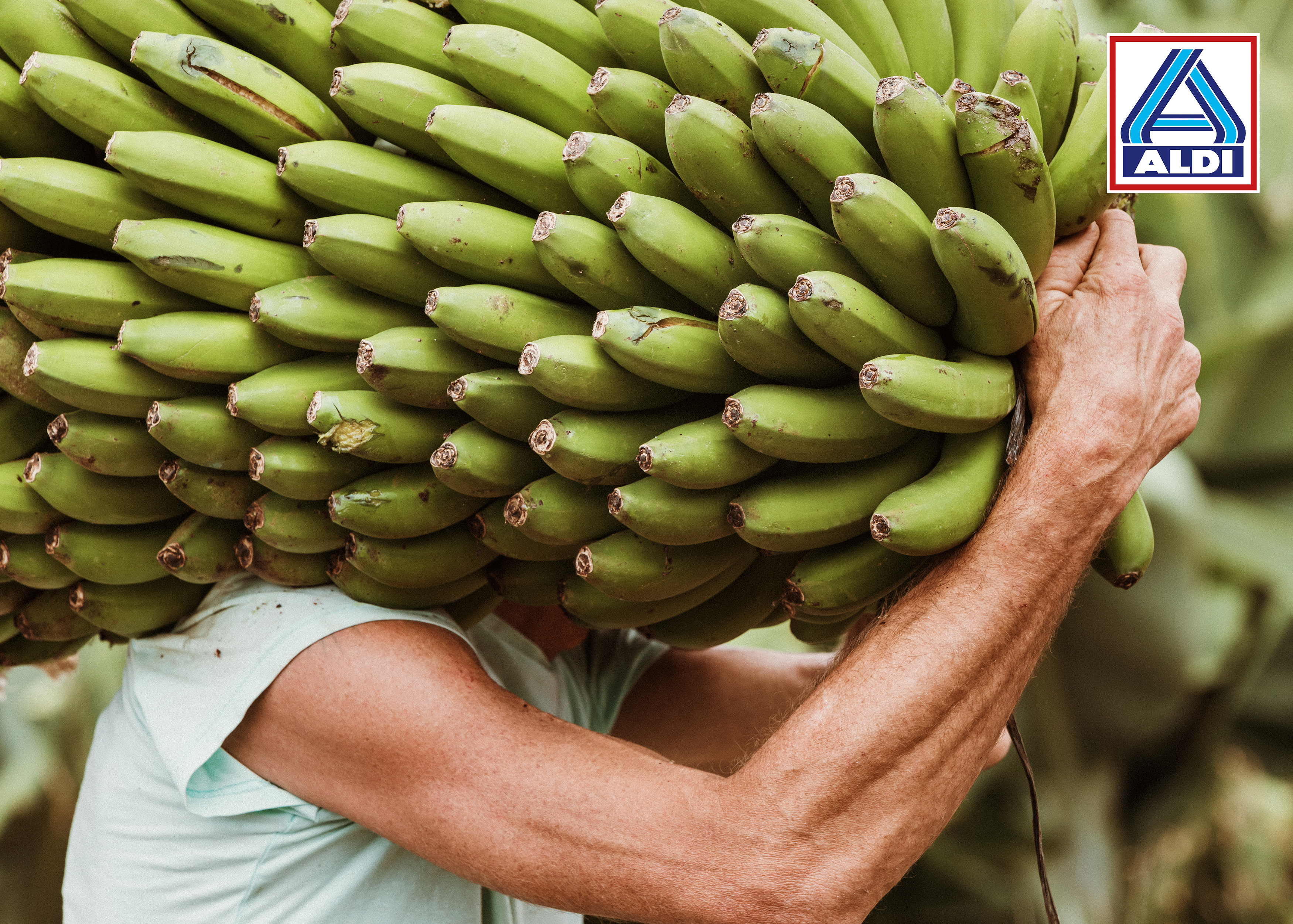 Plátano de Canarias