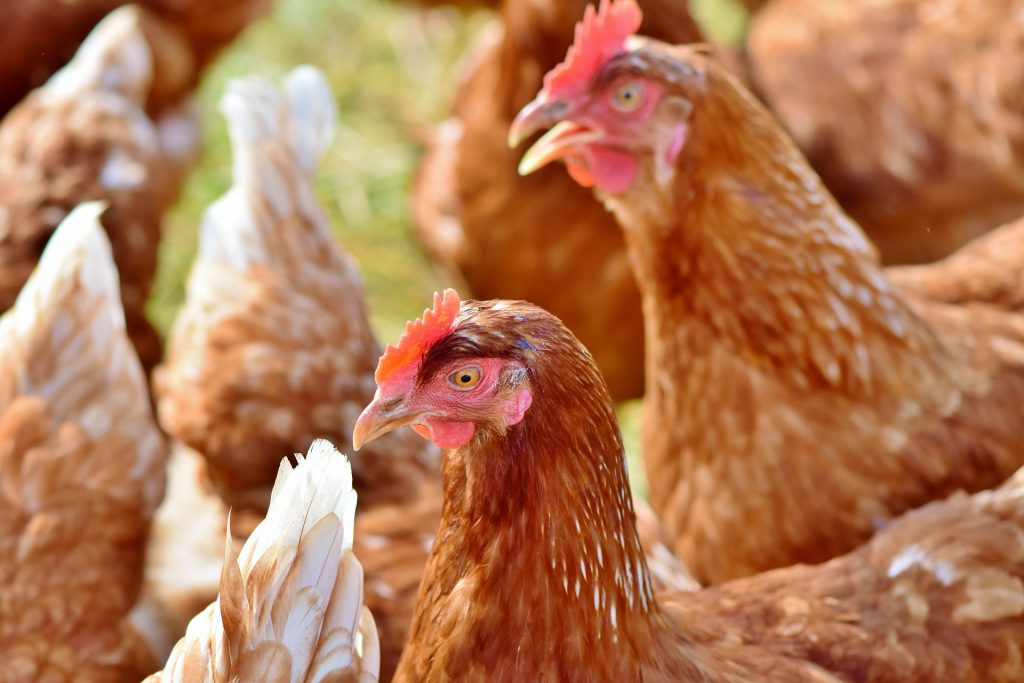 Gallinas canarias / CanariasNoticias.es Gallinas canarias / CanariasNoticias.es