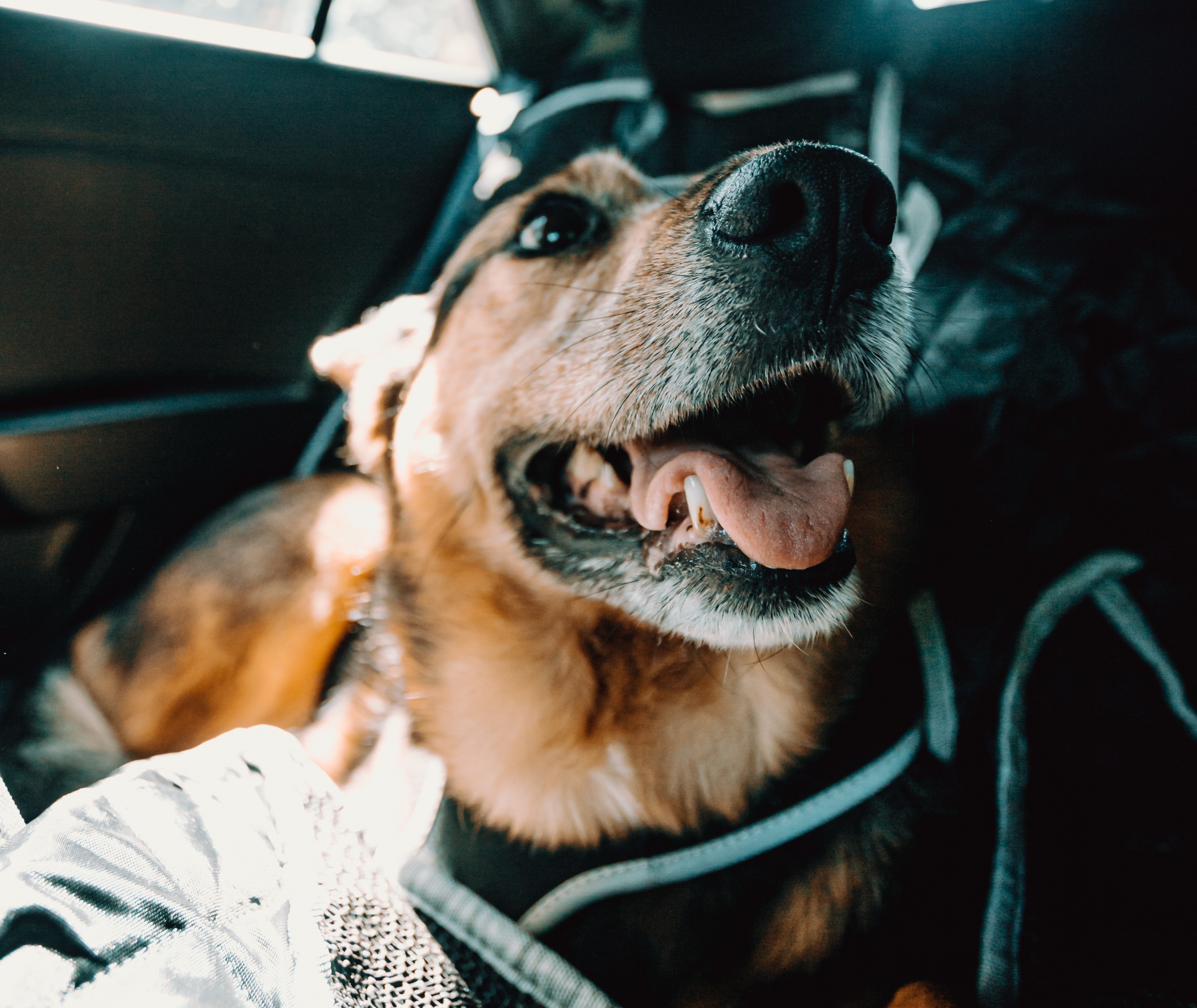 Perro viajando en coche 