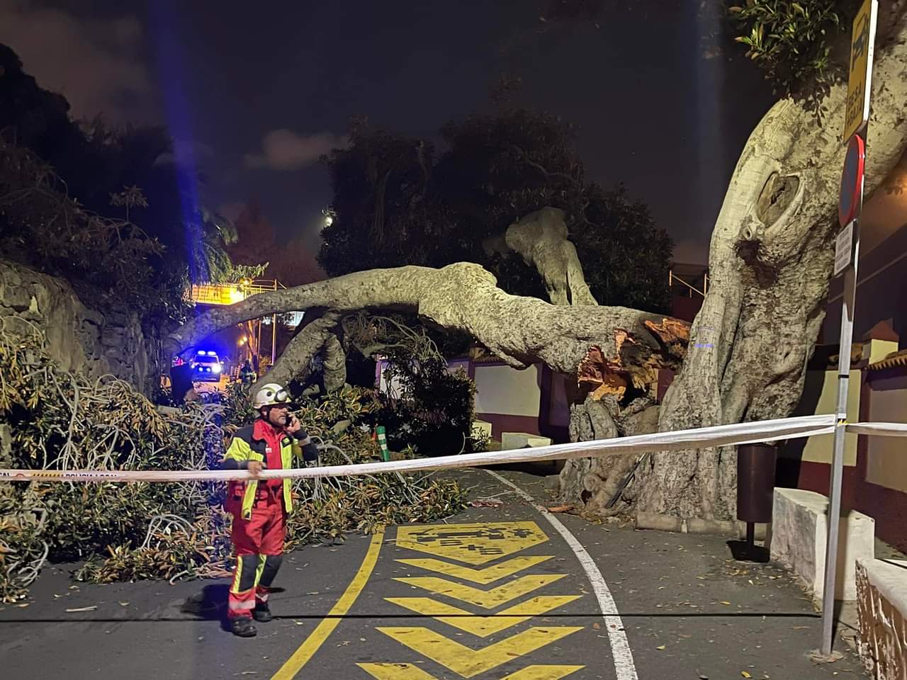 Cae el "Árbol Bonito" de San Juan 