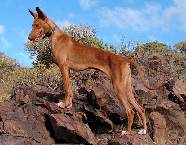 Podenco / CanariasNoticias.es Podenco / CanariasNoticias.es