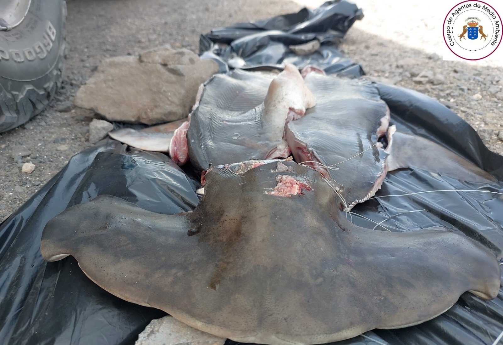 Tiburón martillo capturado / CanariasNoticias.es