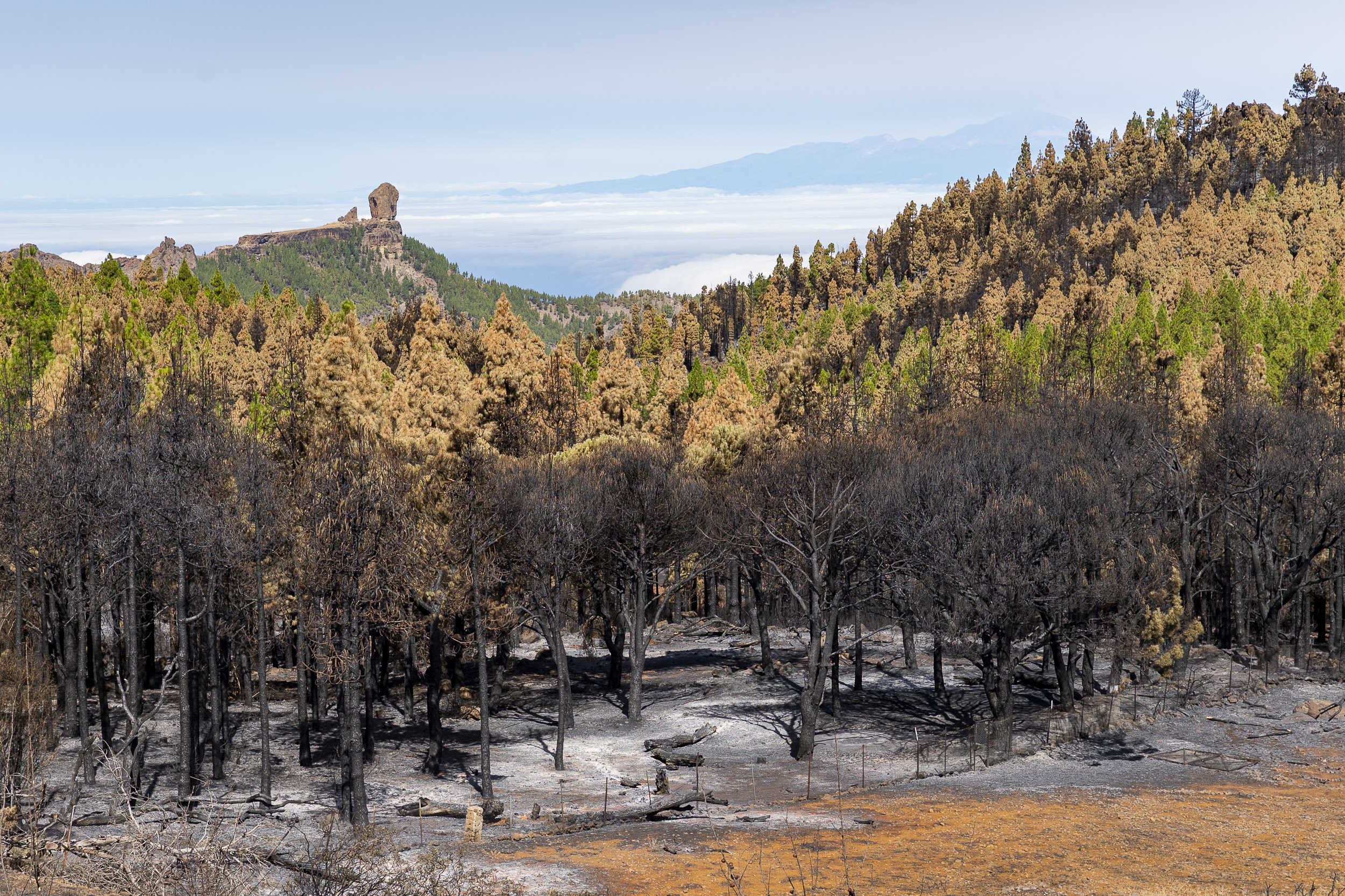 Incendio forestal en Tejeda / CanariasNoticias.es 
